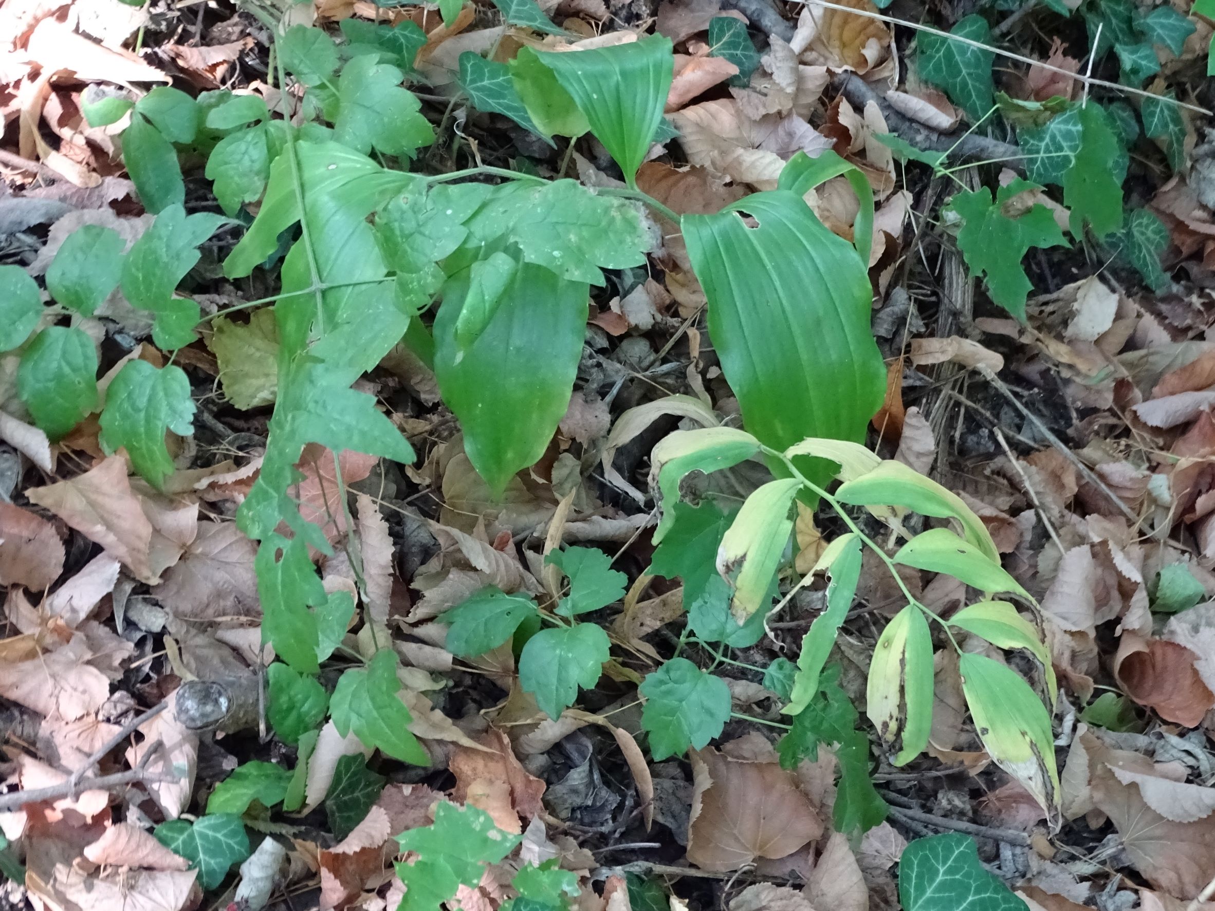 DSC03830 polygonatum latifolium, polygonatum multiflorum, edelstal-spitzerberg, 2022-08-07.JPG