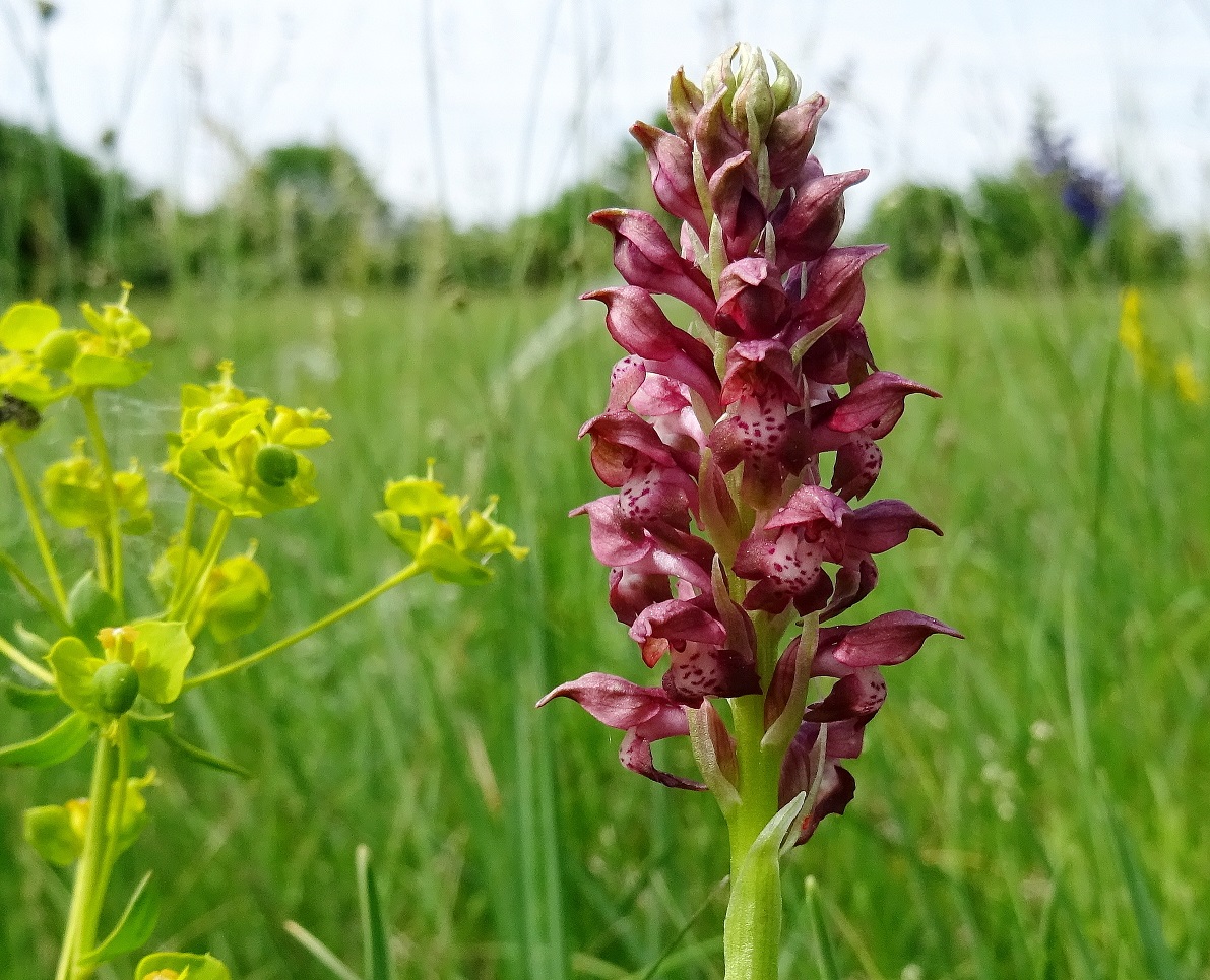 2022-05-23 Anacamptis coriophora .JPG