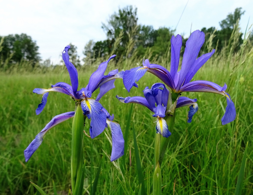 2022-05-23 Iris spuria.JPG