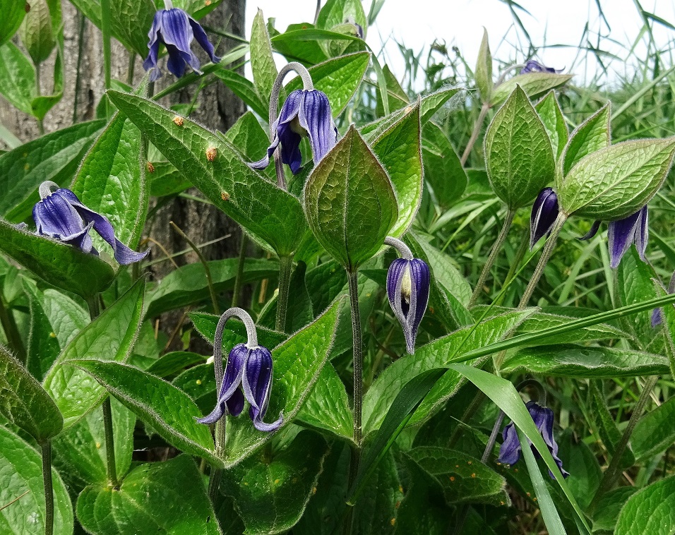 2022-05-24 Clematis integrifolia .JPG