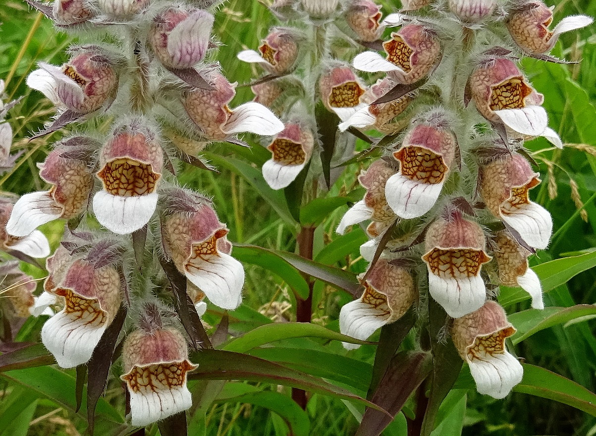 2022-06-08 Digitalis lanata.JPG