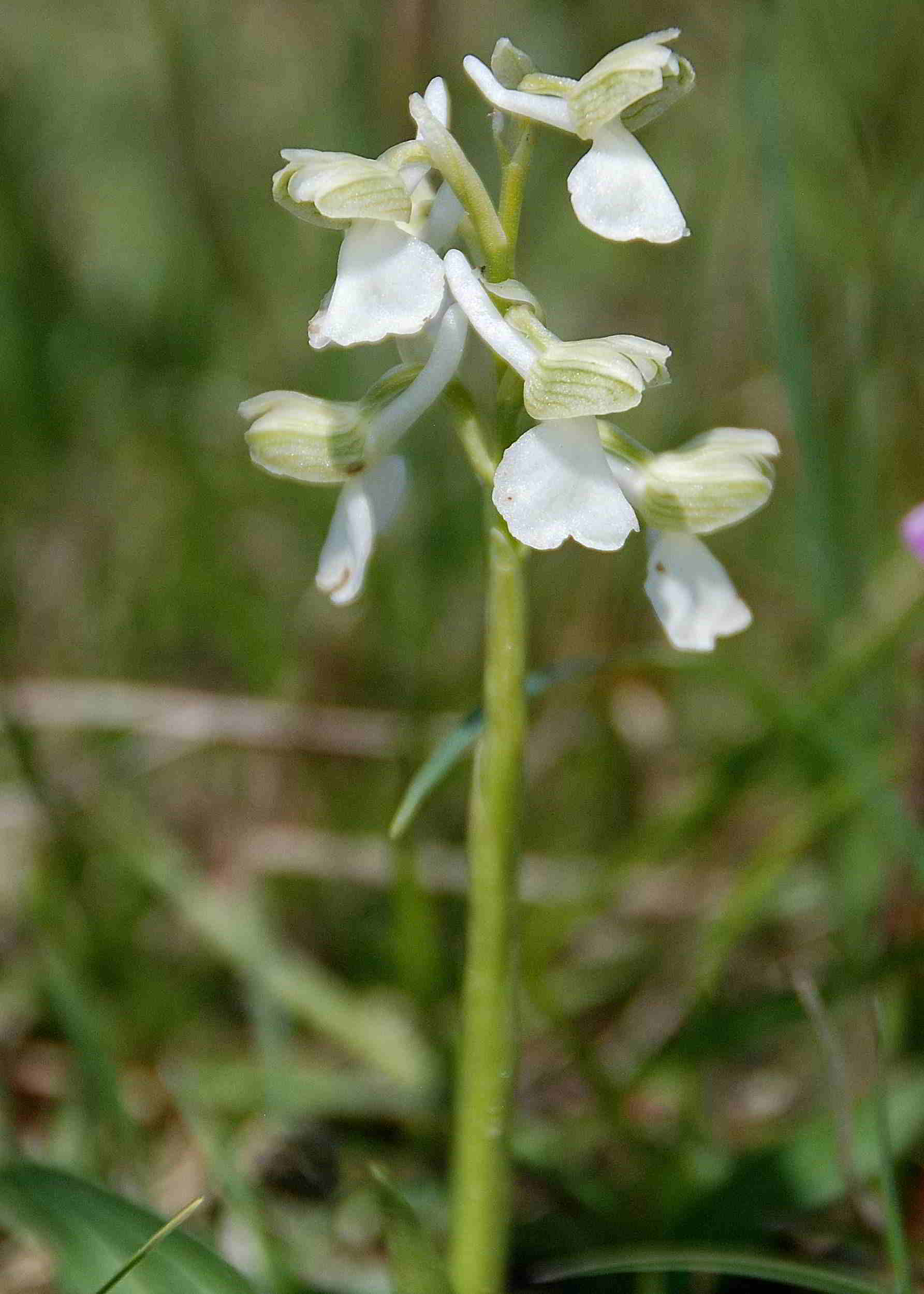 Anacamptis morio-Sittendorf-29042017-(1).JPG