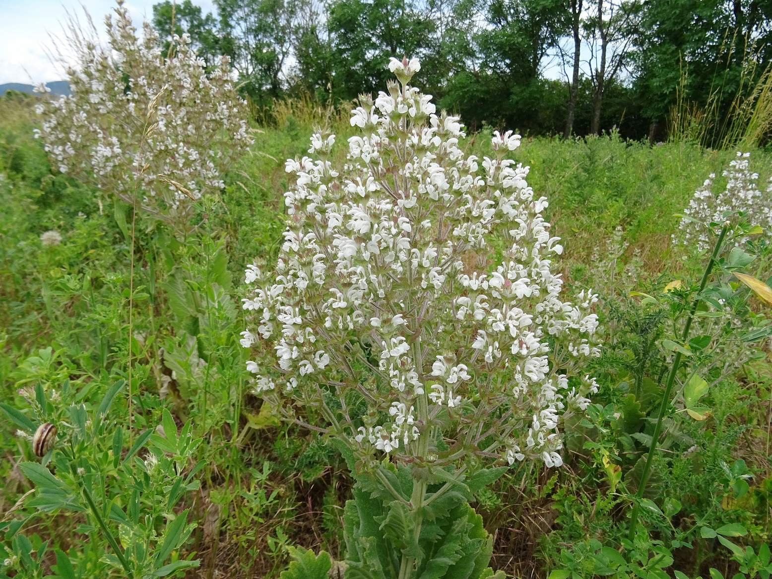 2022-06-08 Salvia aethiopis.JPG