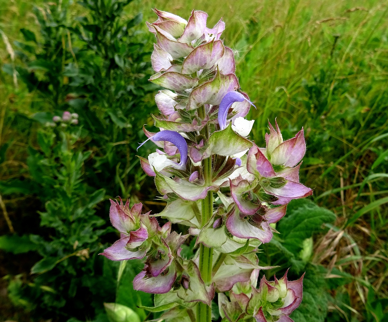 2022-06-08 Salvia sclarea.JPG