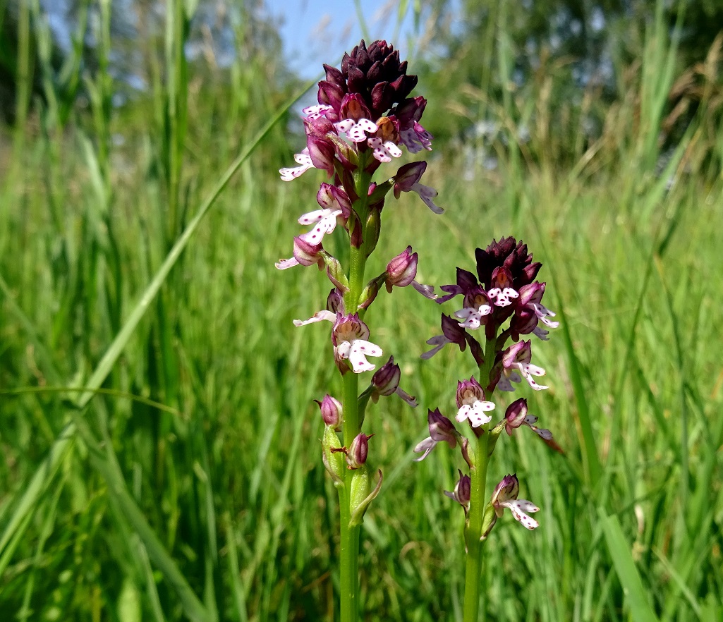 2022-06-20 Orchis ustulata ssp. aestivalis.JPG