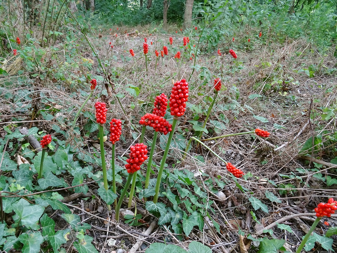 2022-07-31 Arum cylindraceum .JPG