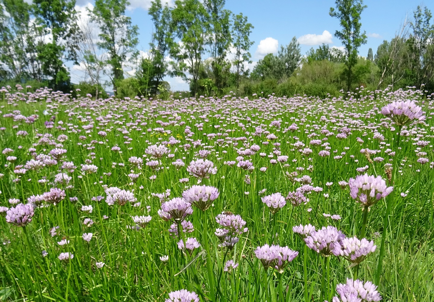 2022-08-02 Allium angulosum.JPG