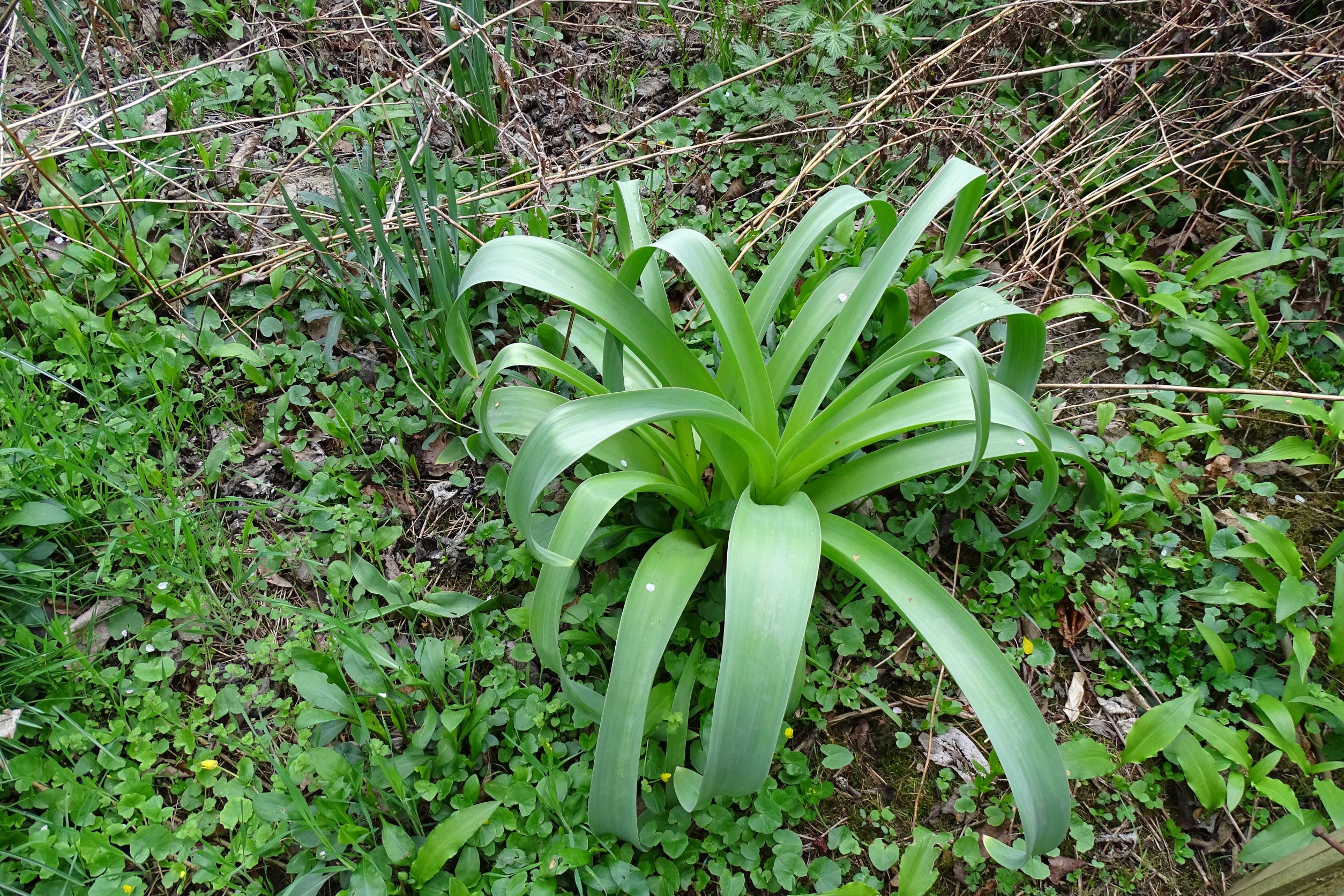 DSC04910 allium giganteum (kult.), 2022-04-16, wien-biberhaufen.JPG