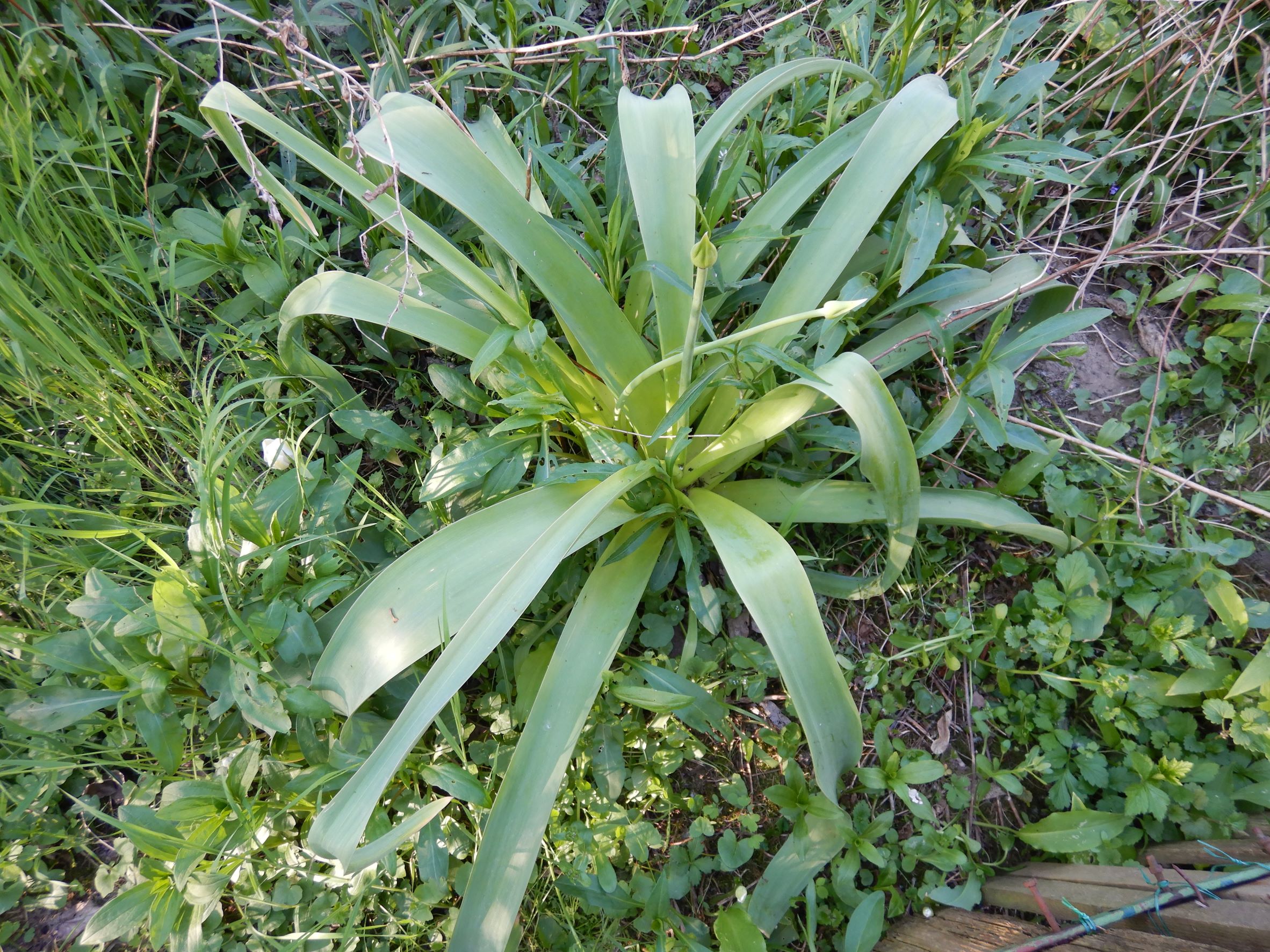 DSCN5547 allium giganteum (kult.), 2022-05-03, wien-biberhaufen.JPG