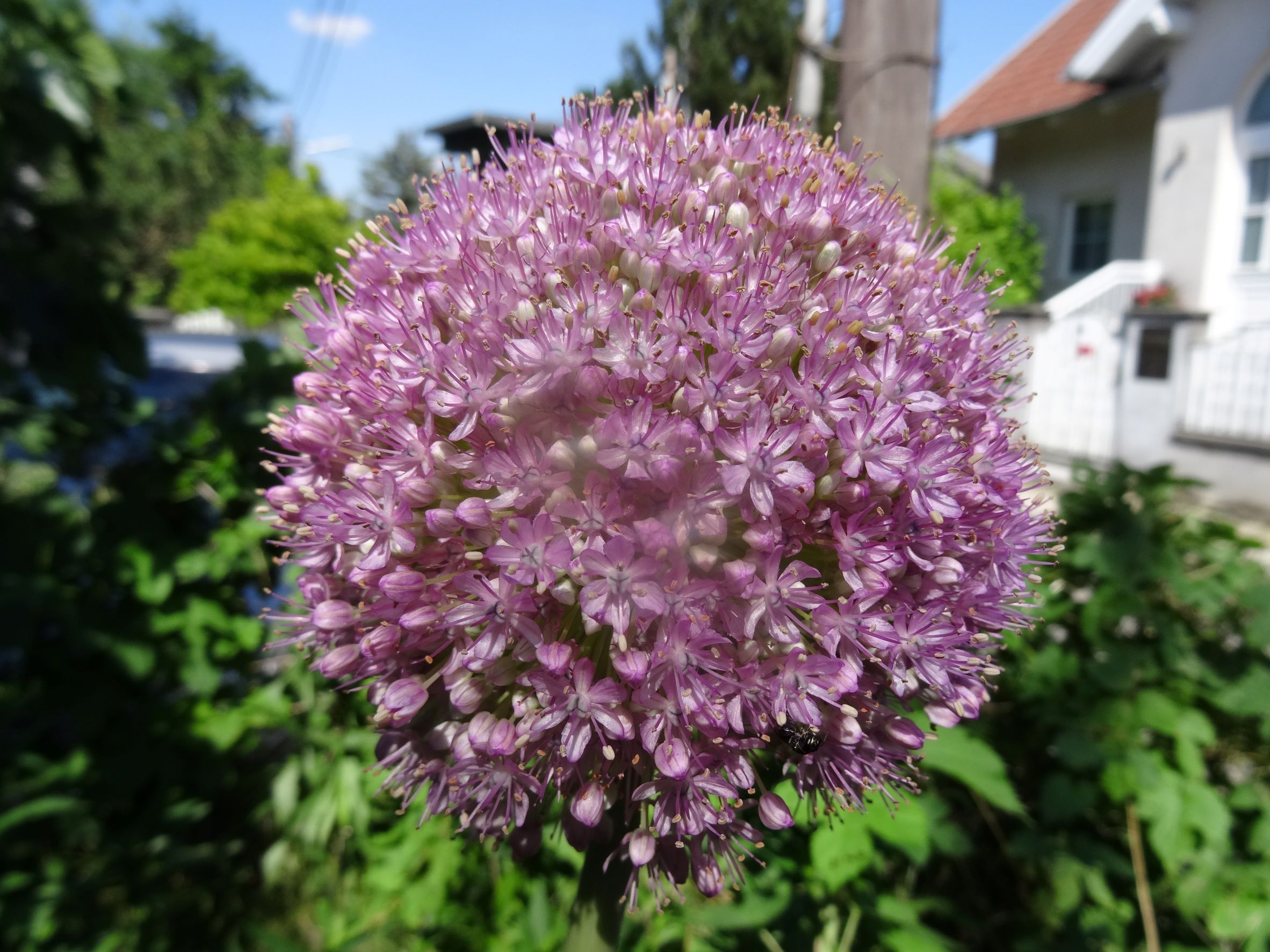 DSC06577 allium giganteum (kult.), 2021-06-16, wien-biberhaufen.JPG