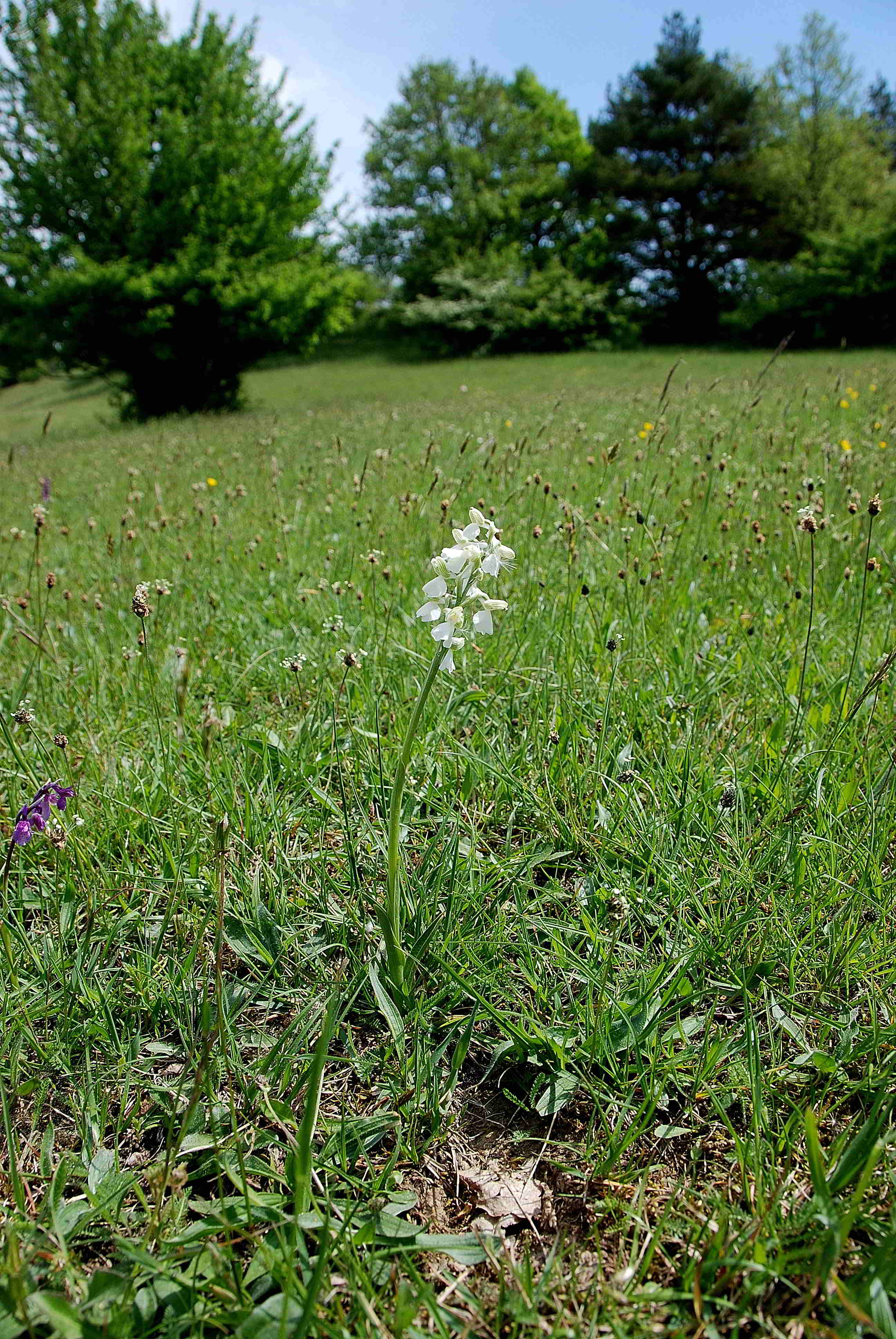 Anacamptis morio-Sittendorf_09052015_(3).JPG