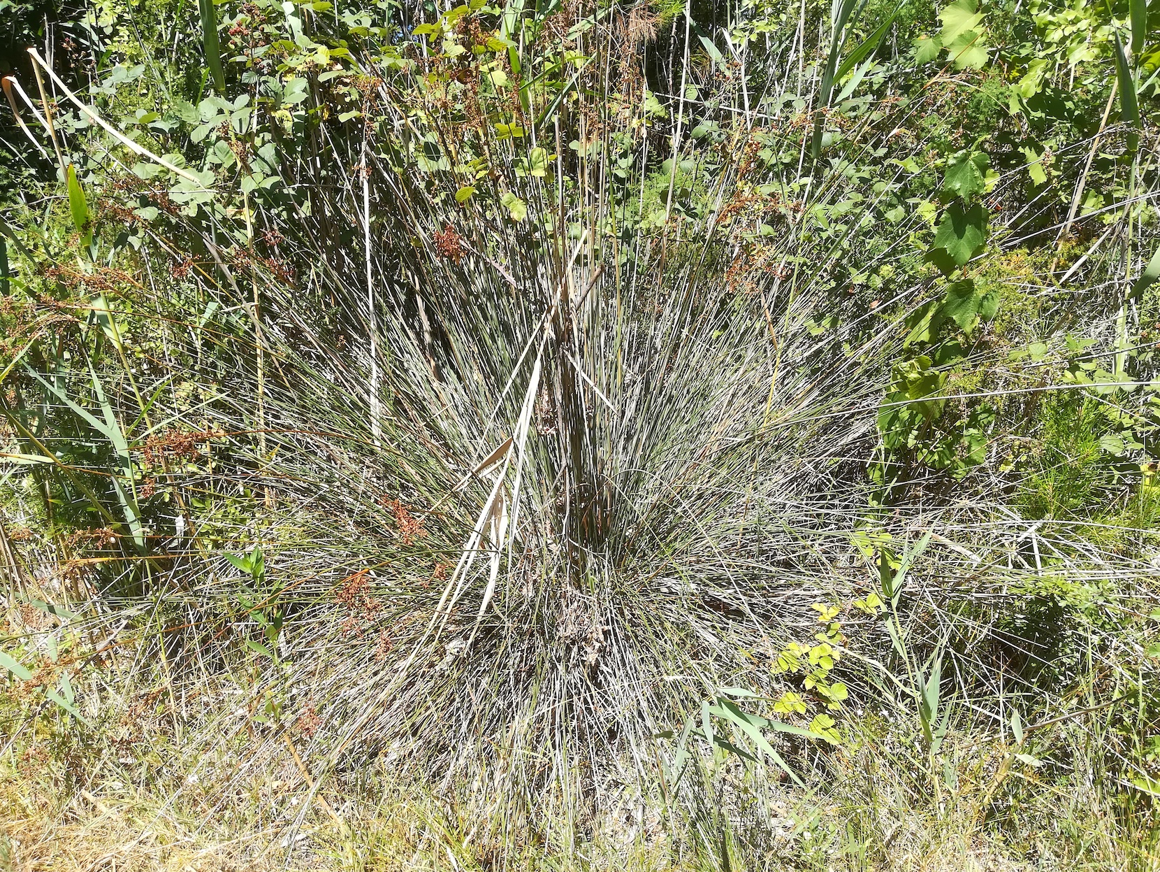 juncus acutus zw. grado pineta und punta spin friaul-julisch venetien italien_20220726_145354.jpg