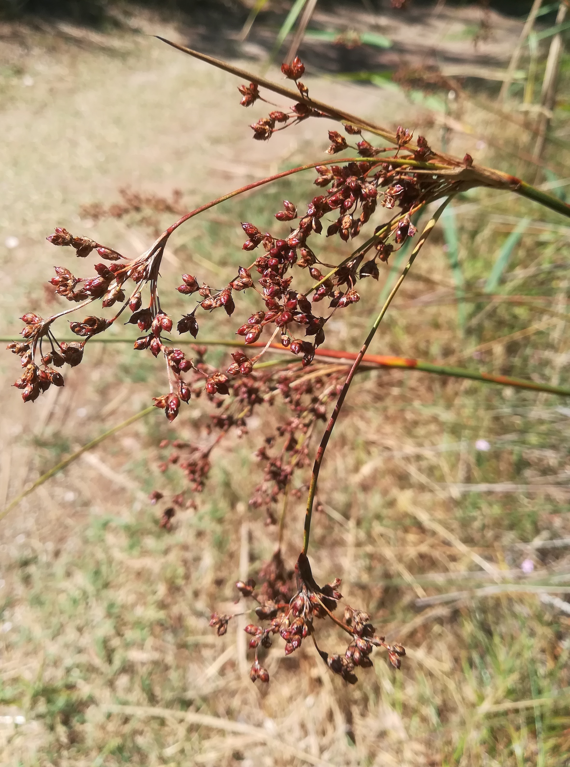 juncus acutus zw. grado pineta und punta spin friaul-julisch venetien italien_20220726_145419.jpg