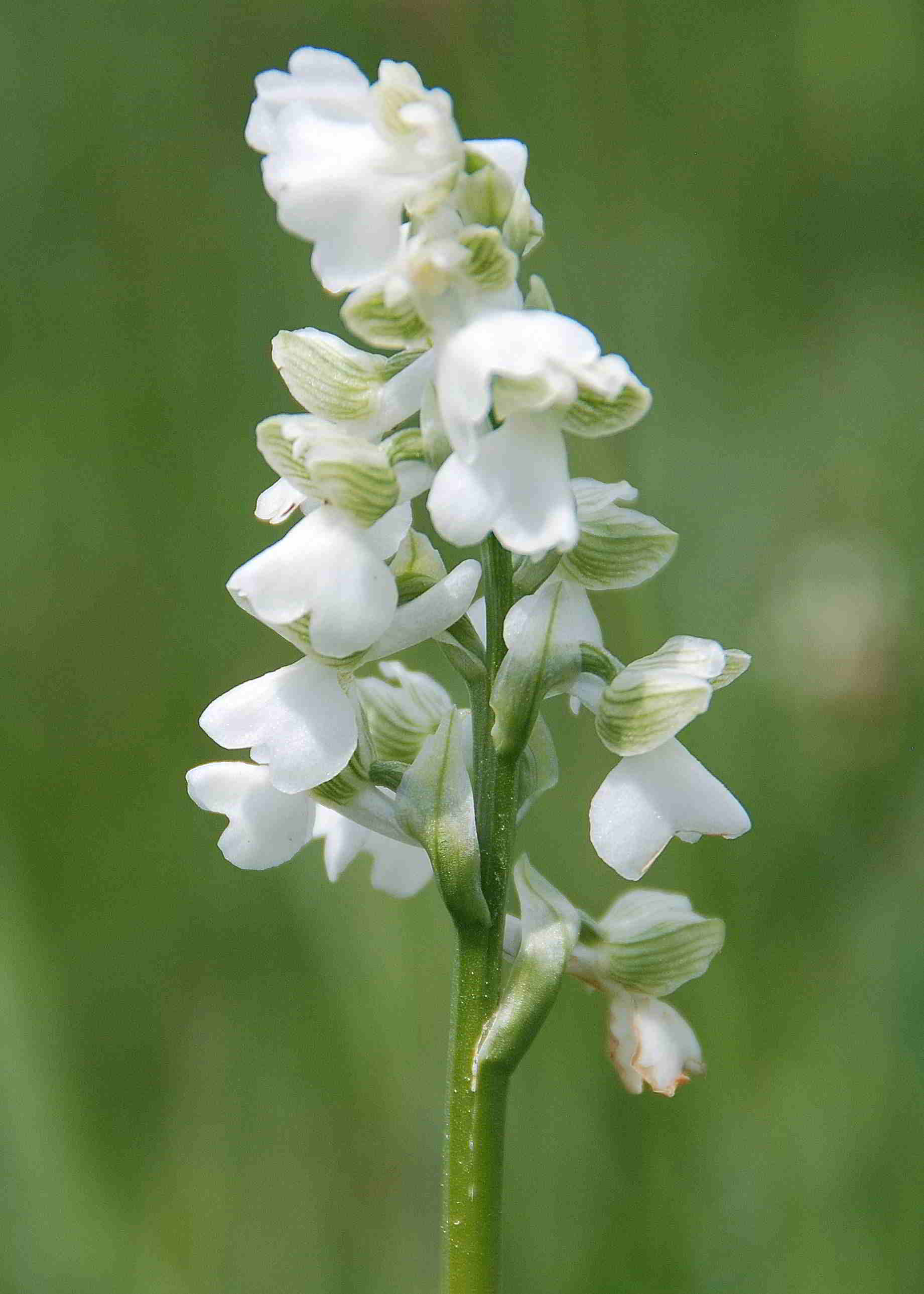 Anacamptis morio-Sittendorf_09052015_(4).JPG