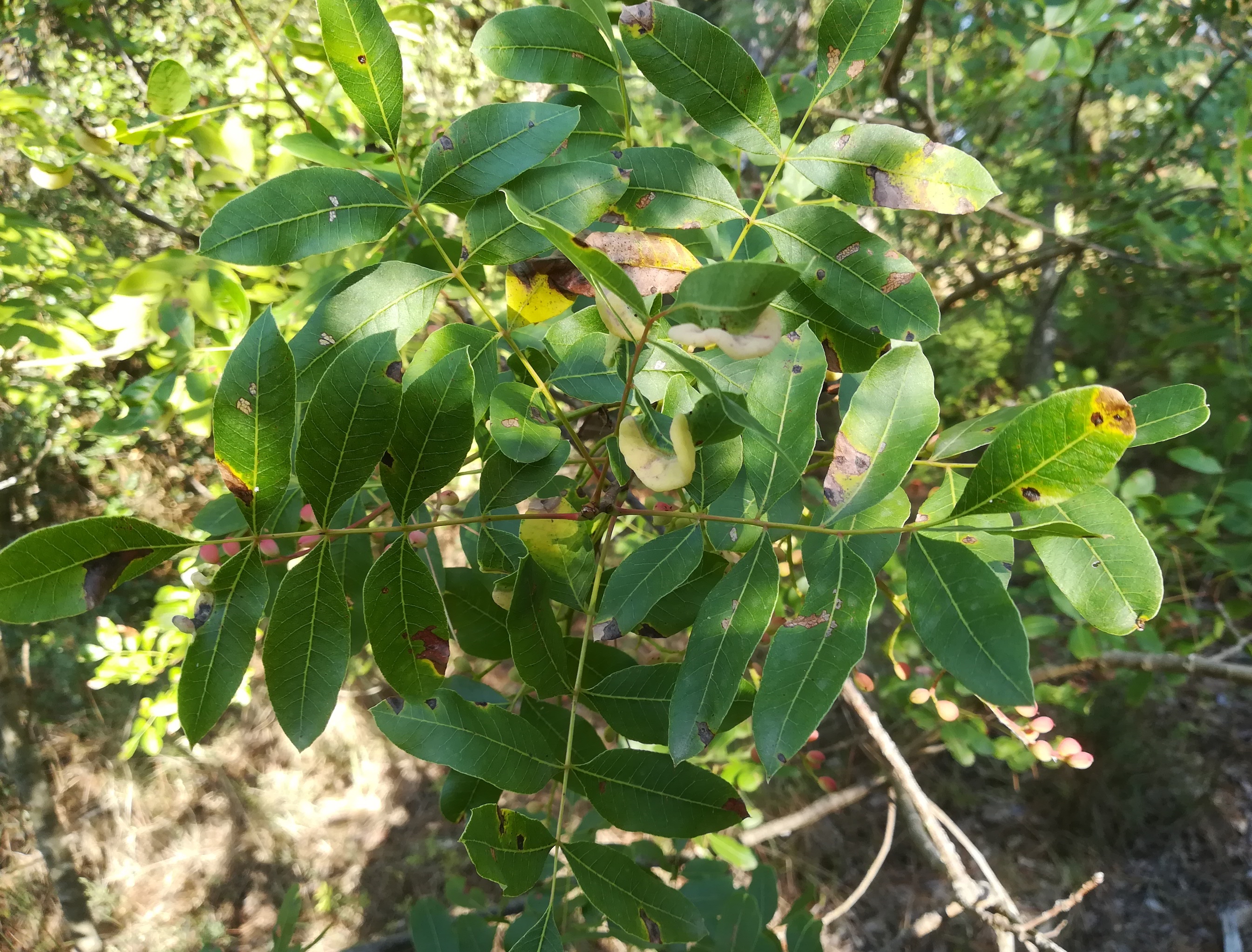 pistacia cf. terebinthus zw. grado pineta und punta spin friaul-julisch venetien italien_20220726_173814.jpg