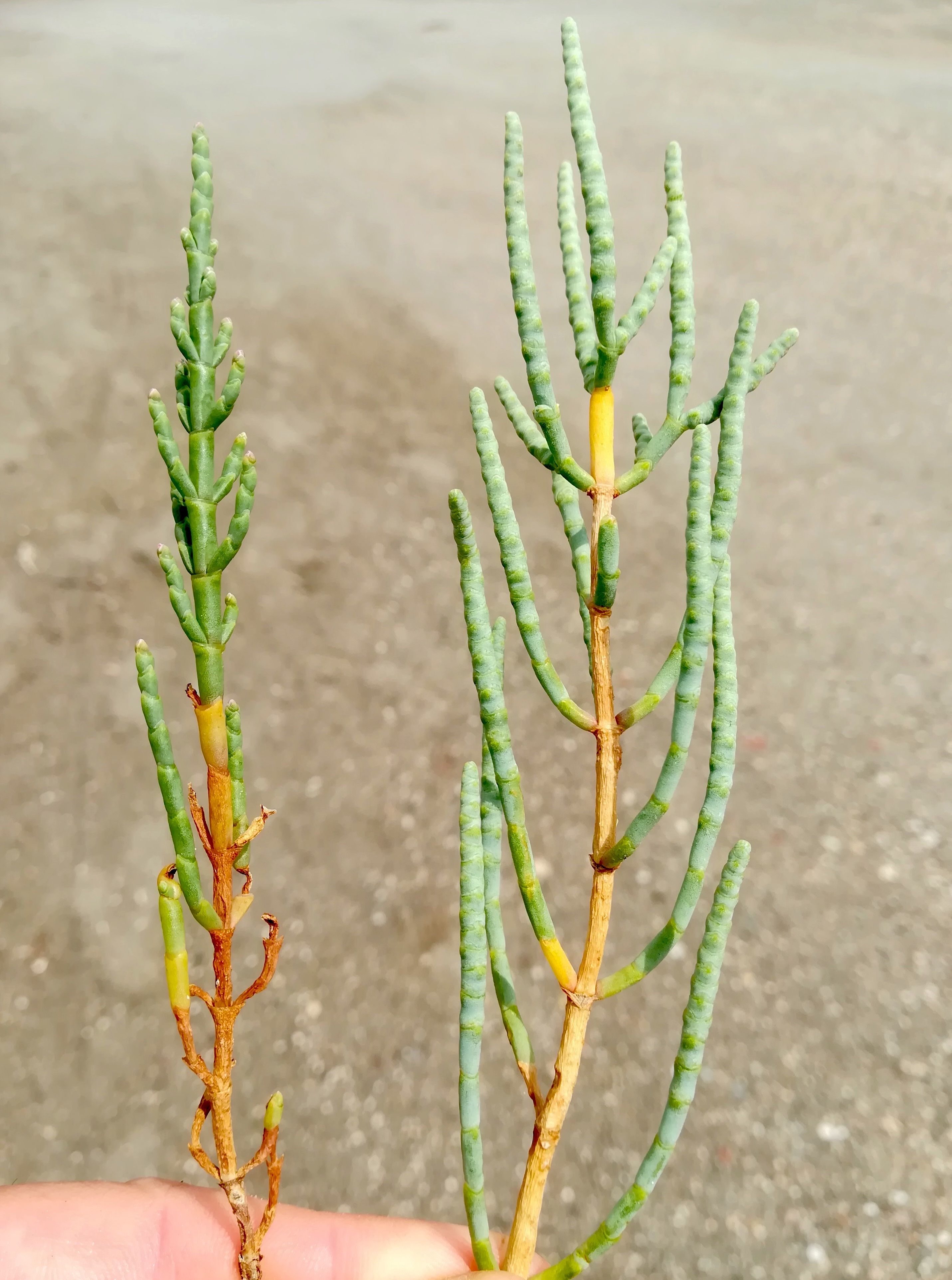 salicornia europaea agg. et arthrocnemum fruticosum grado pineta friaul-julisch venetien italien_20220727_113212.jpg