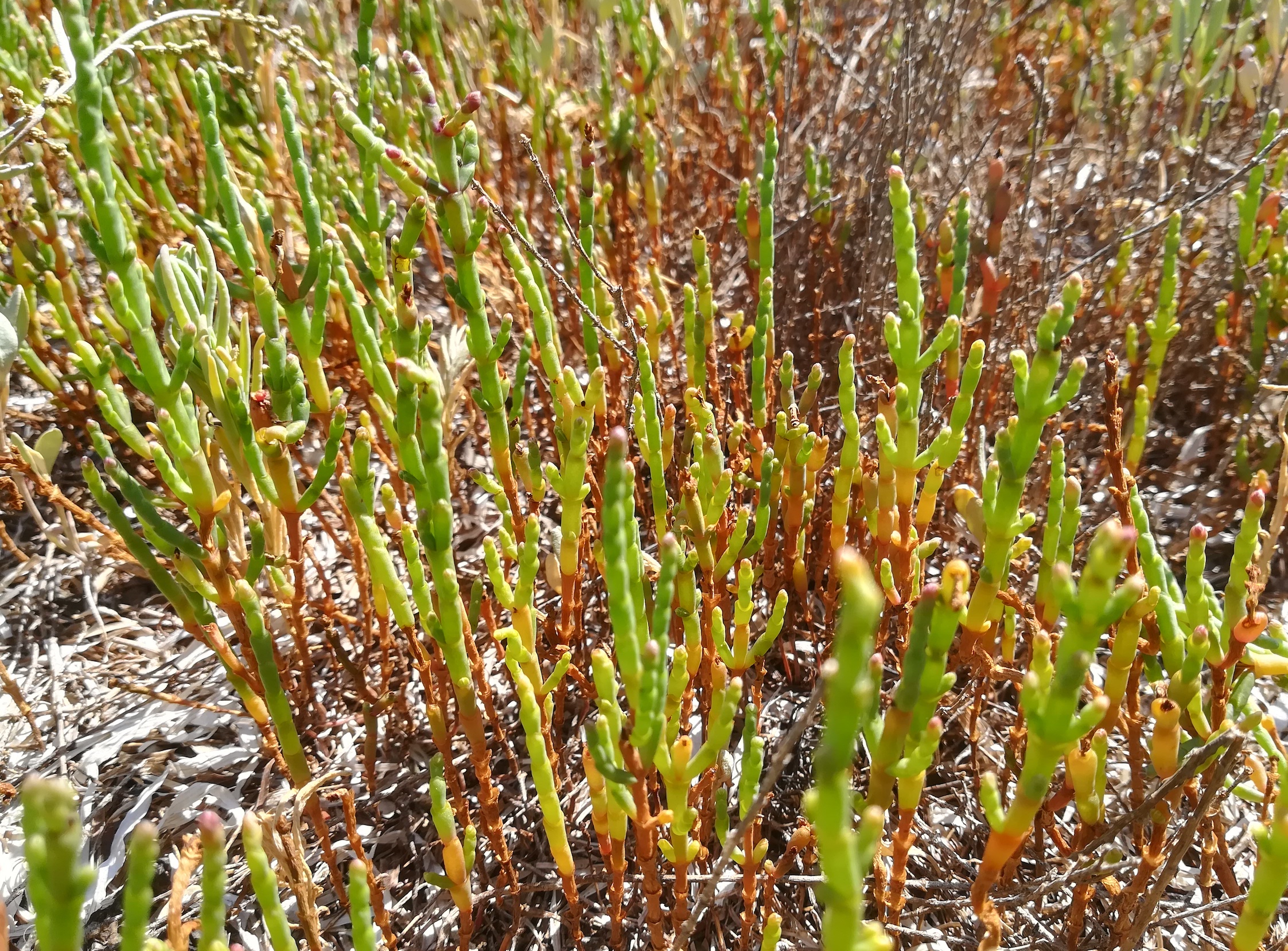 salicornia europaea agg. grado pineta friaul-julisch venetien italien_20220726_153121.jpg