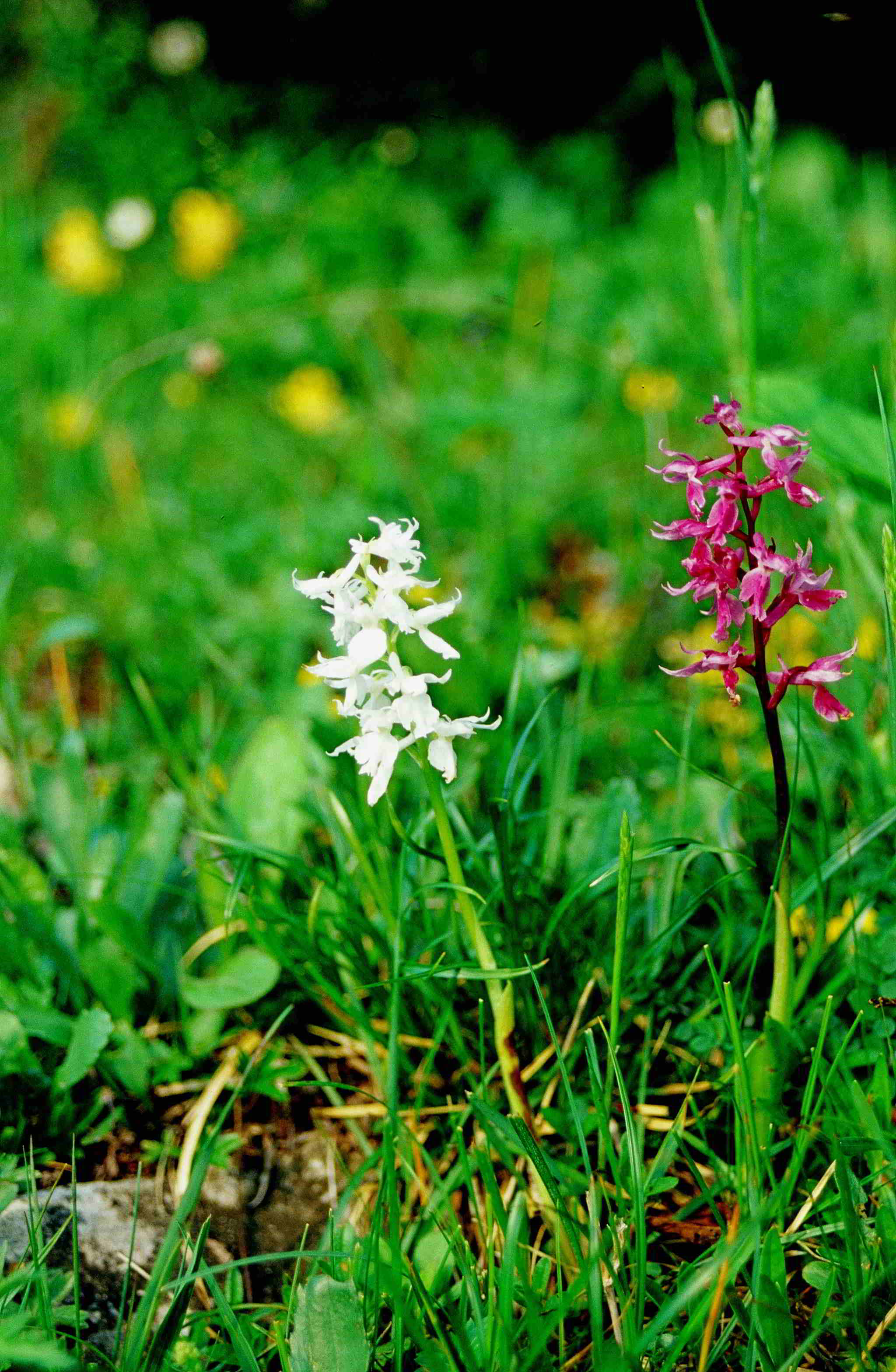 2002-(82)-Kärntenurlaub-Hochobir-18062002-Weg Seealpe-Potschulasattel-Orchis mascula ssp. speciosa-Alba.JPG