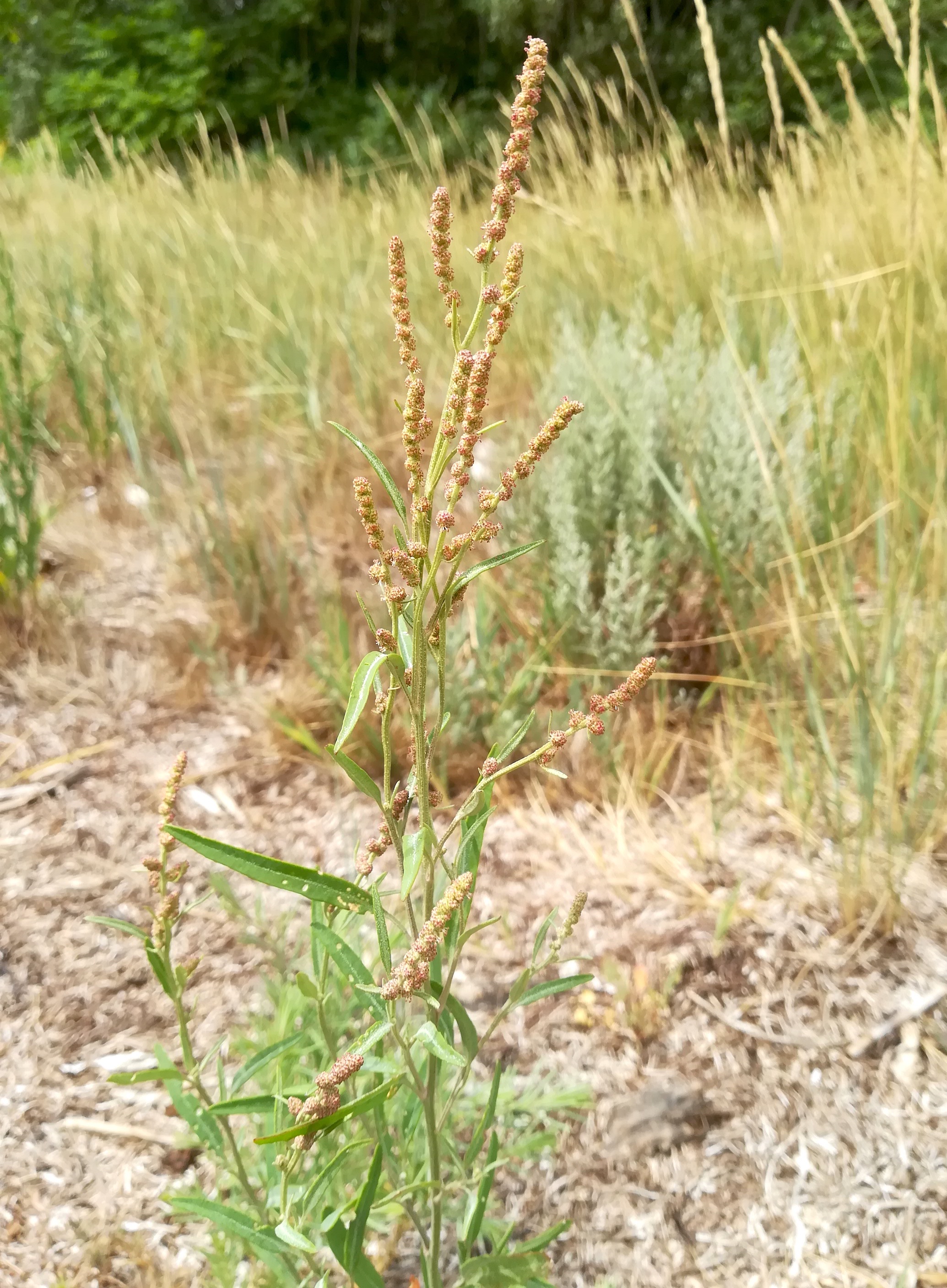 cf. atriplex littoralis grado pineta friaul-julisch venetien italien_20220727_141314.jpg