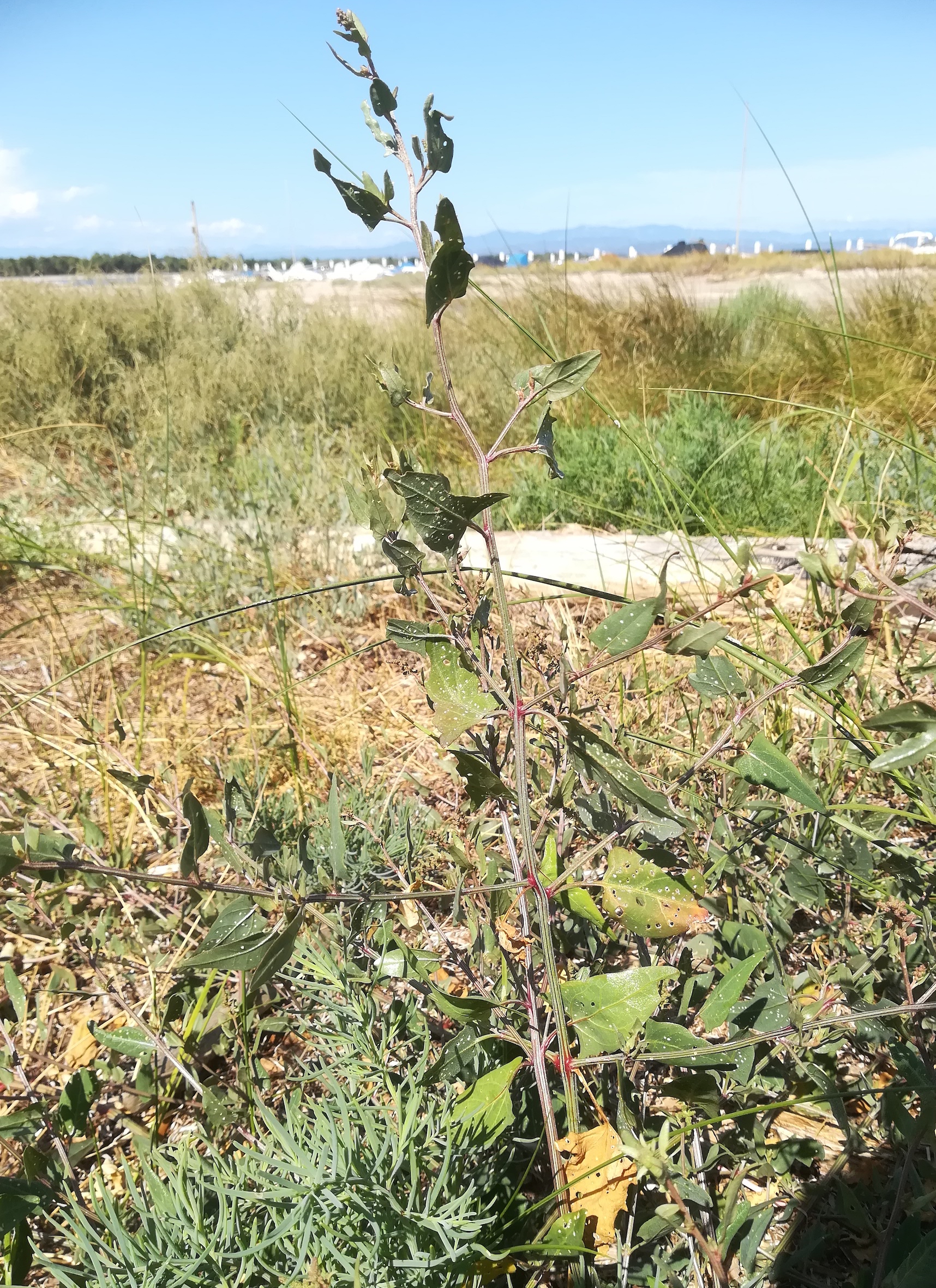 cf. atriplex tatarica grado pineta friaul-julisch venetien italien_20220726_152951.jpg