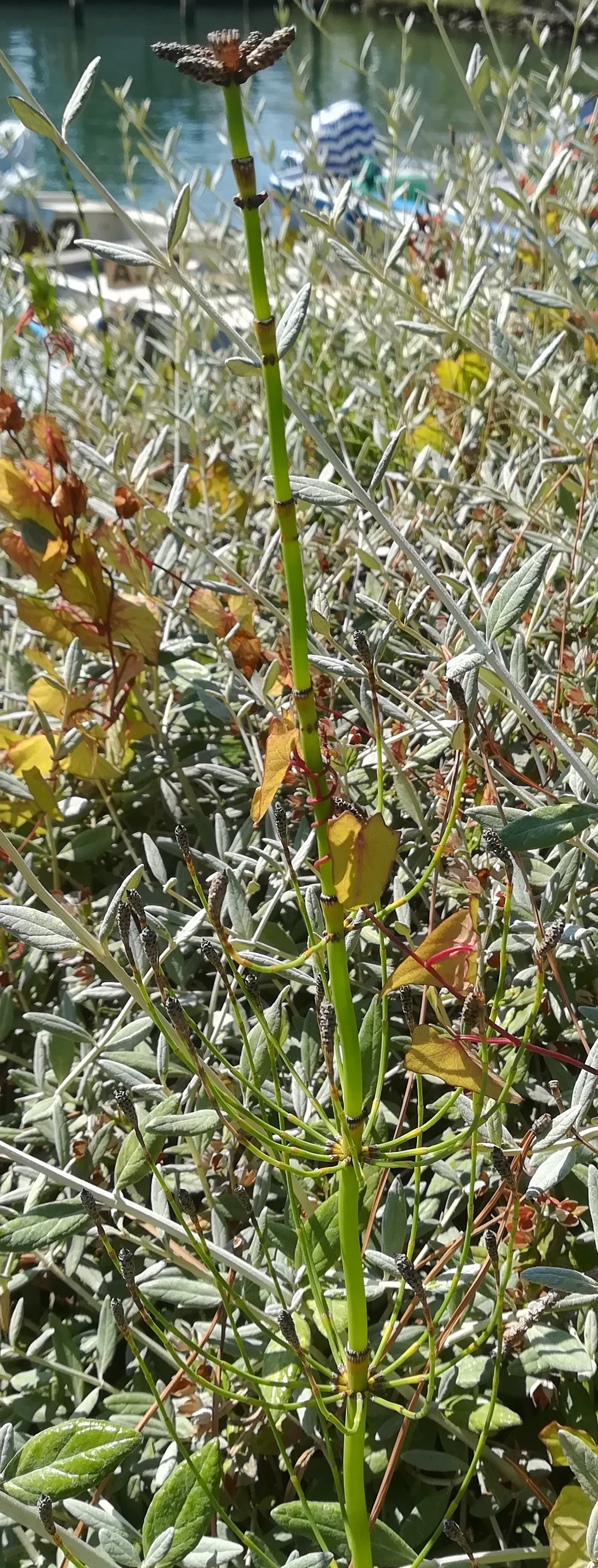 equisetum sp. grado friaul-julisch venetien italien_20220728_153309.jpg