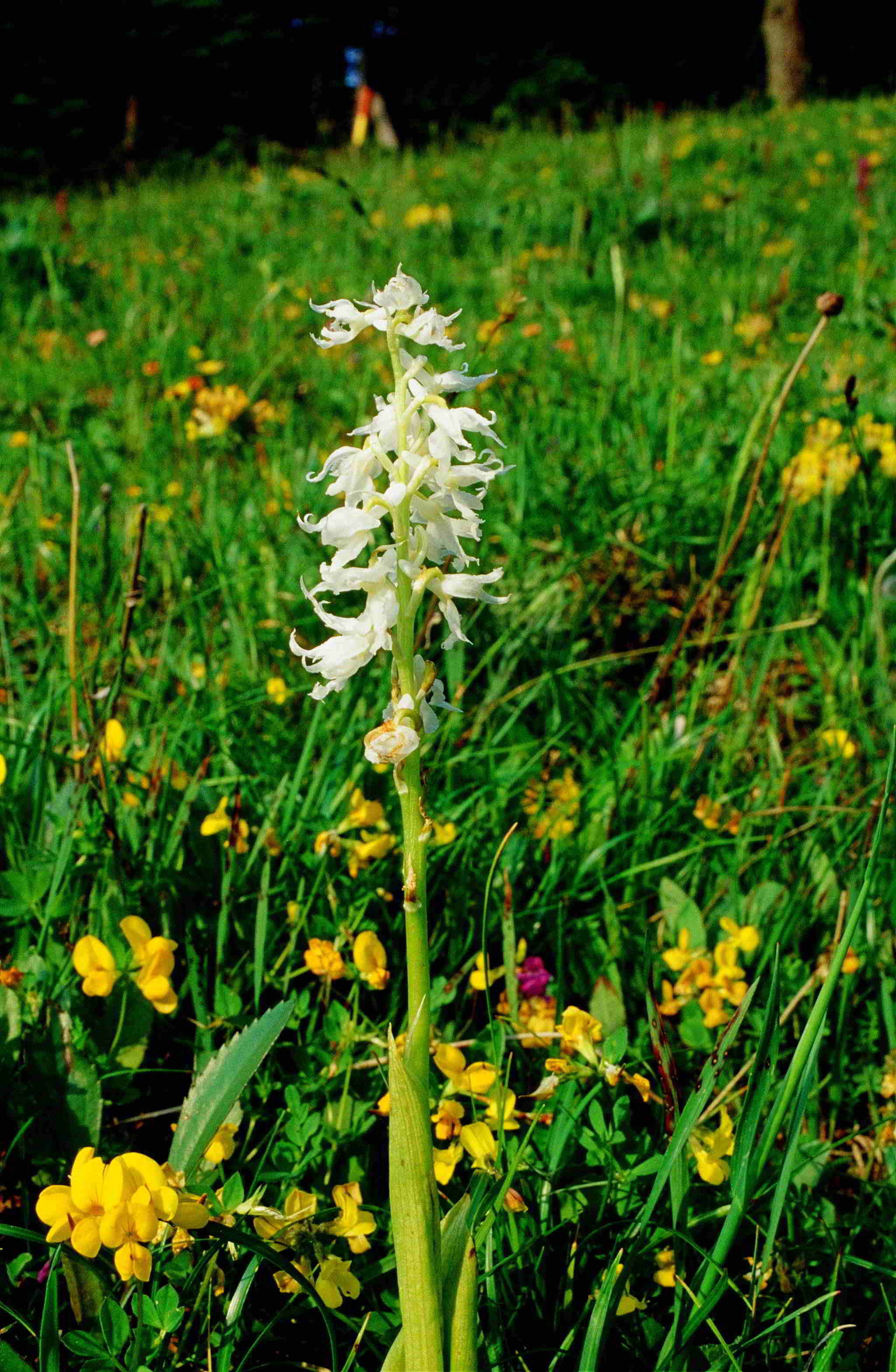 2002-(81)-Kärntenurlaub-Hochobir-18062002-Weg Seealpe-Potschulasattel-Orchis mascula ssp. speciosa-Alba.JPG
