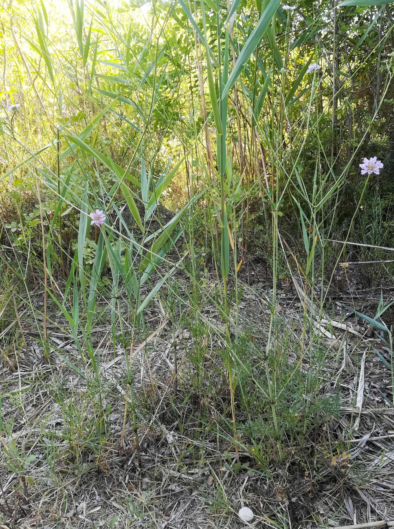 scabiosa cf. triandra zw. grado pineta und punta spin friaul-julisch venetien italien_20220725_165015.jpg