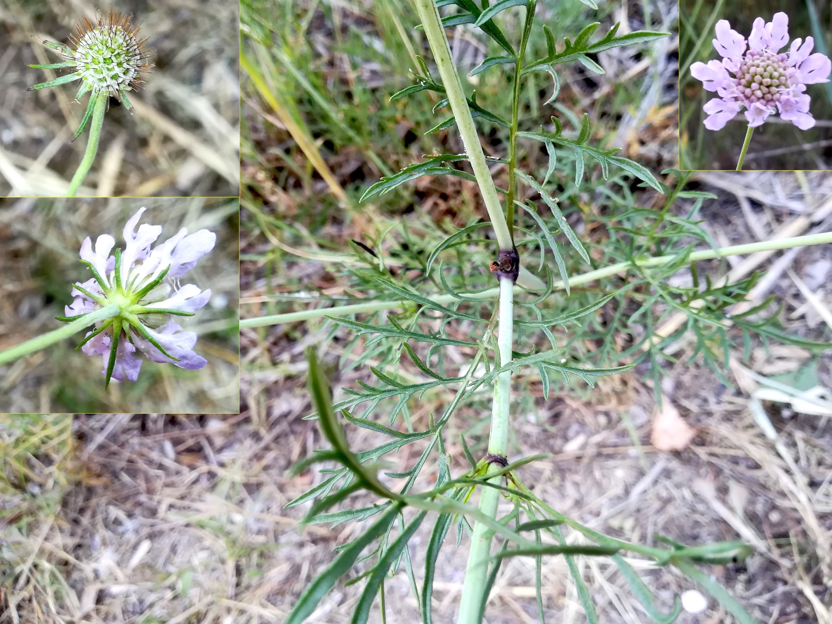 scabiosa cf. triandra zw. grado pineta und punta spin friaul-julisch venetien italien_20220725_165045.jpg