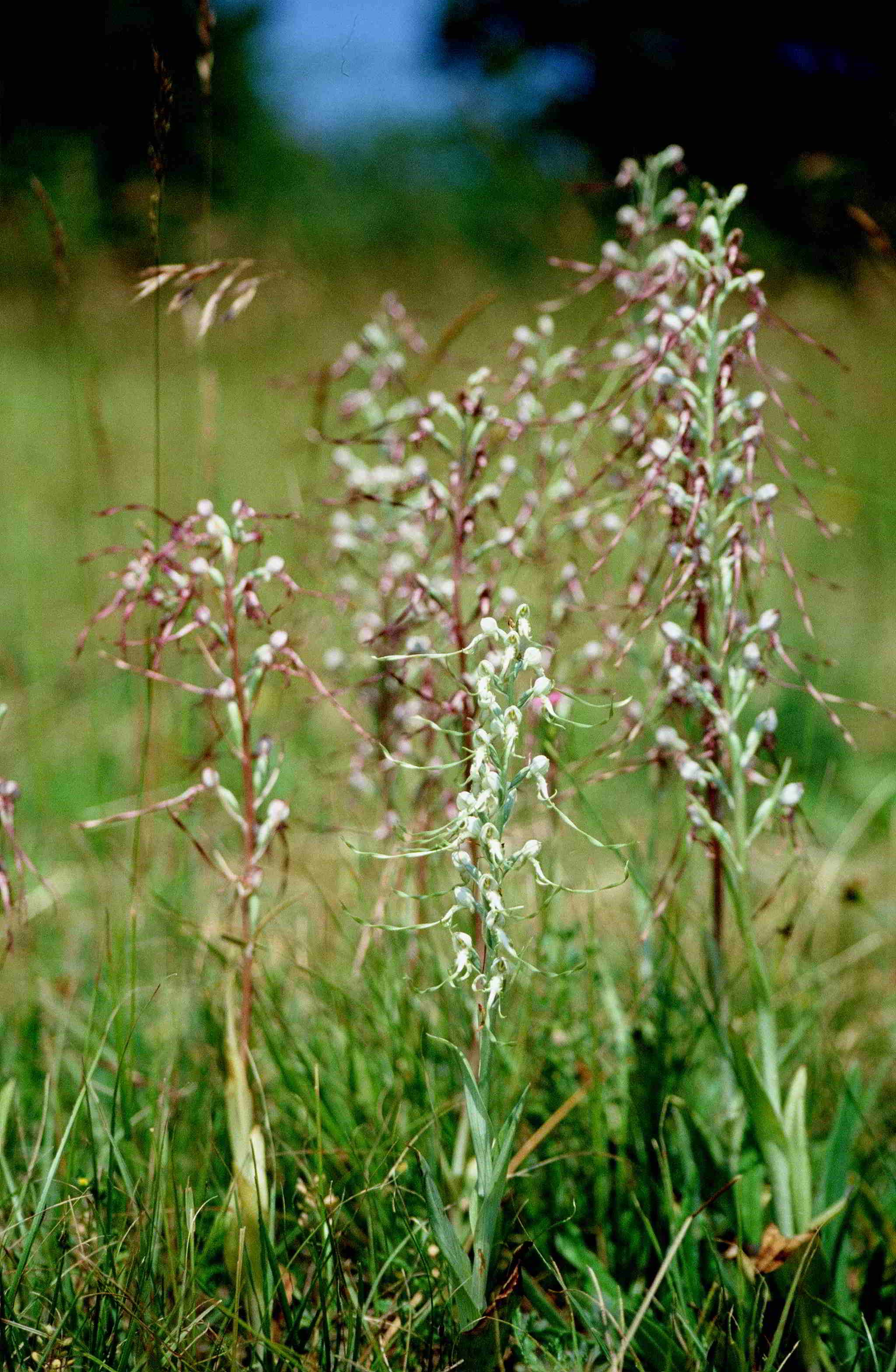 Himantoglossum adriaticum-Bad Fischau-19.06.1994-Dia gescannt-(2).JPG