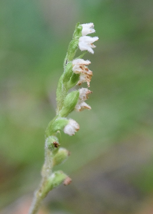 Kernhof- 31072022 - (25) - Goodyera repens - Netzblatt.JPG