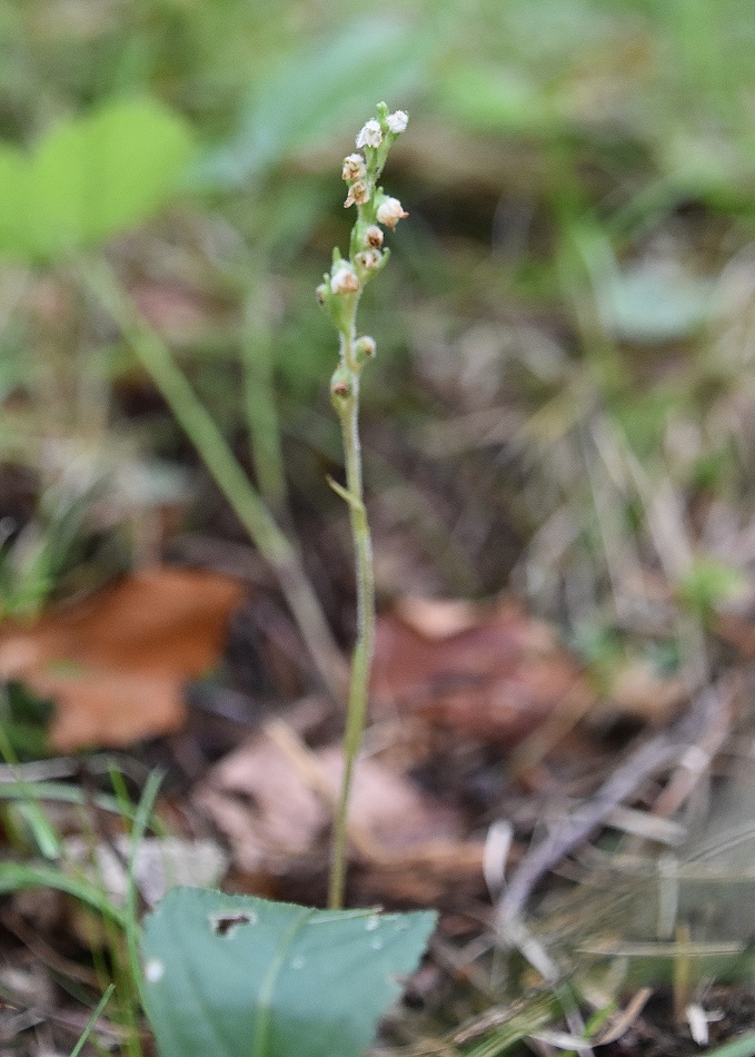 Kernhof- 31072022 - (28) - Goodyera repens - Netzblatt.JPG