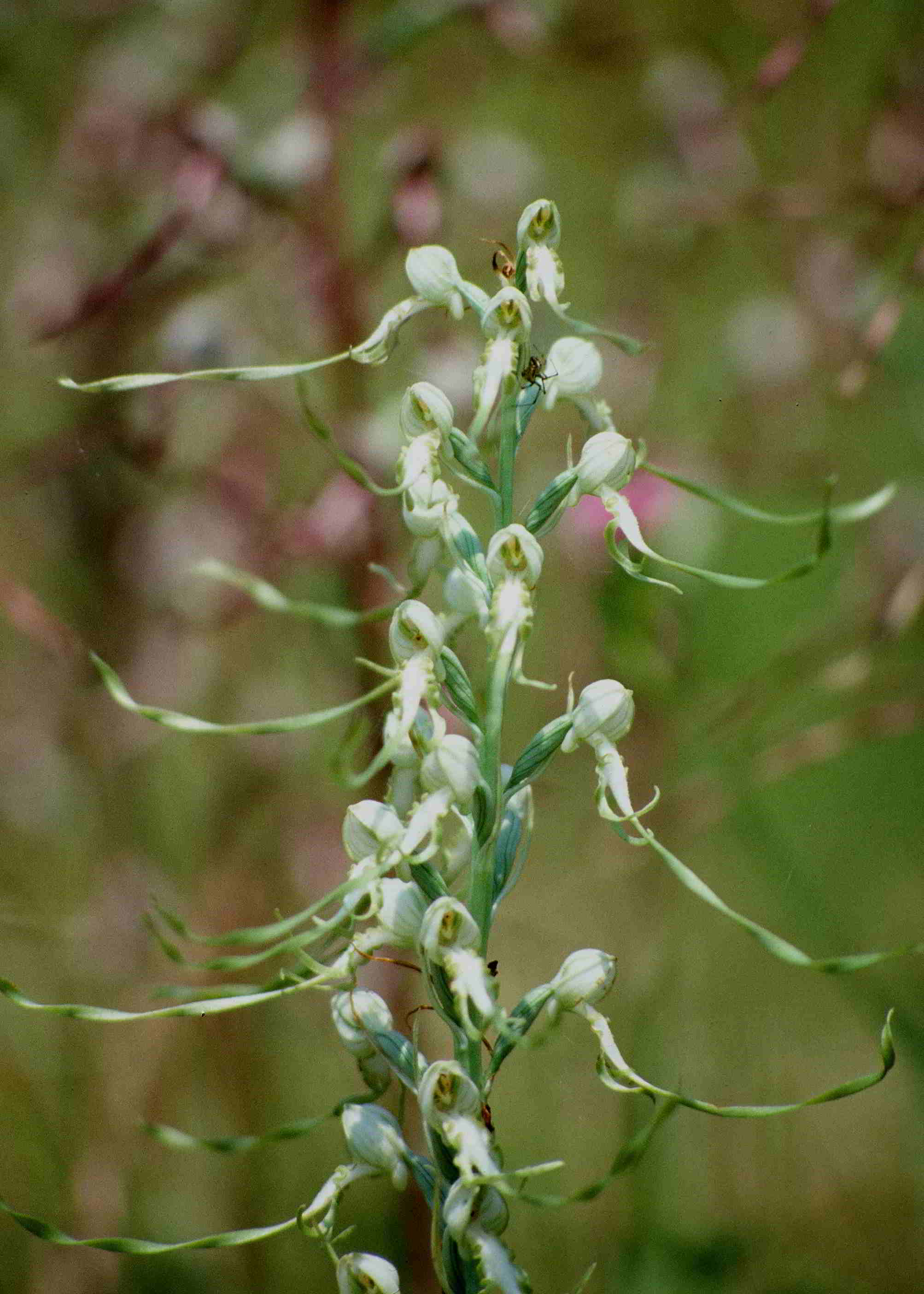 Himantoglossum adriaticum-Bad Fischau-19.06.1994-Dia gescannt-(1).JPG