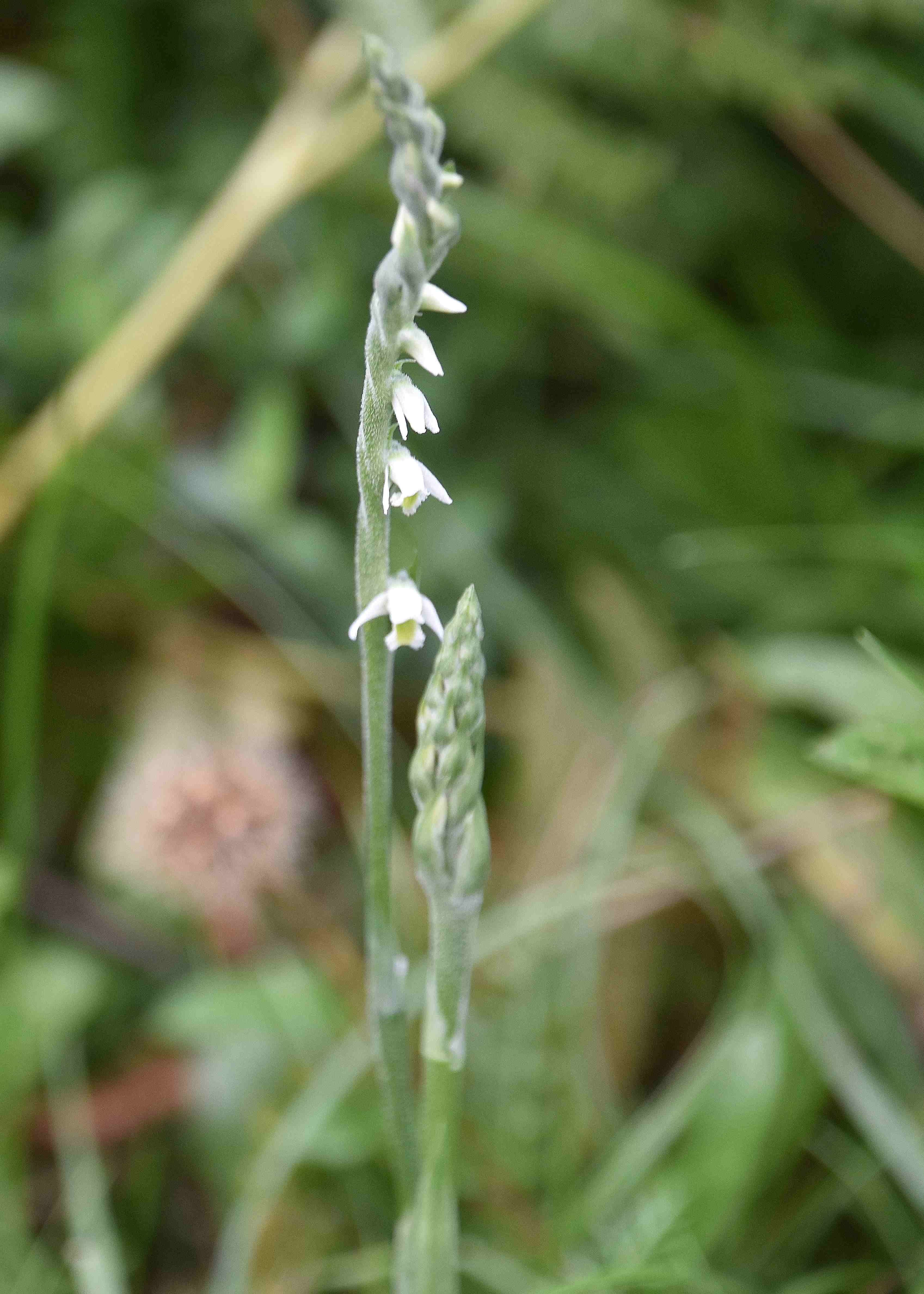 LF - 31072022 - (37) -- Spiranthes spiralis - Herbst-Wendelähre.JPG