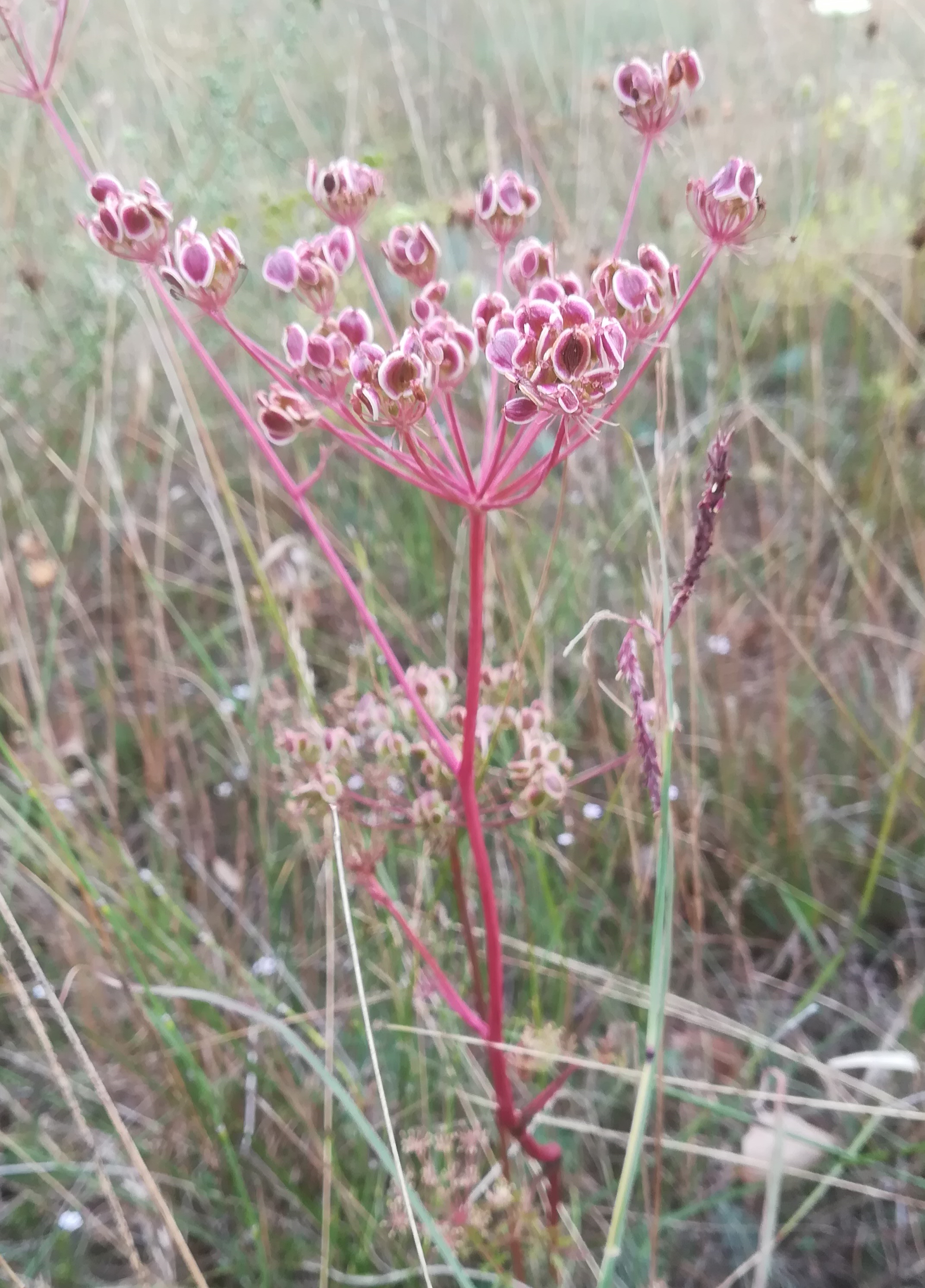 peucedanum oreoselinum sandberg oberweiden_20220814_110255.jpg