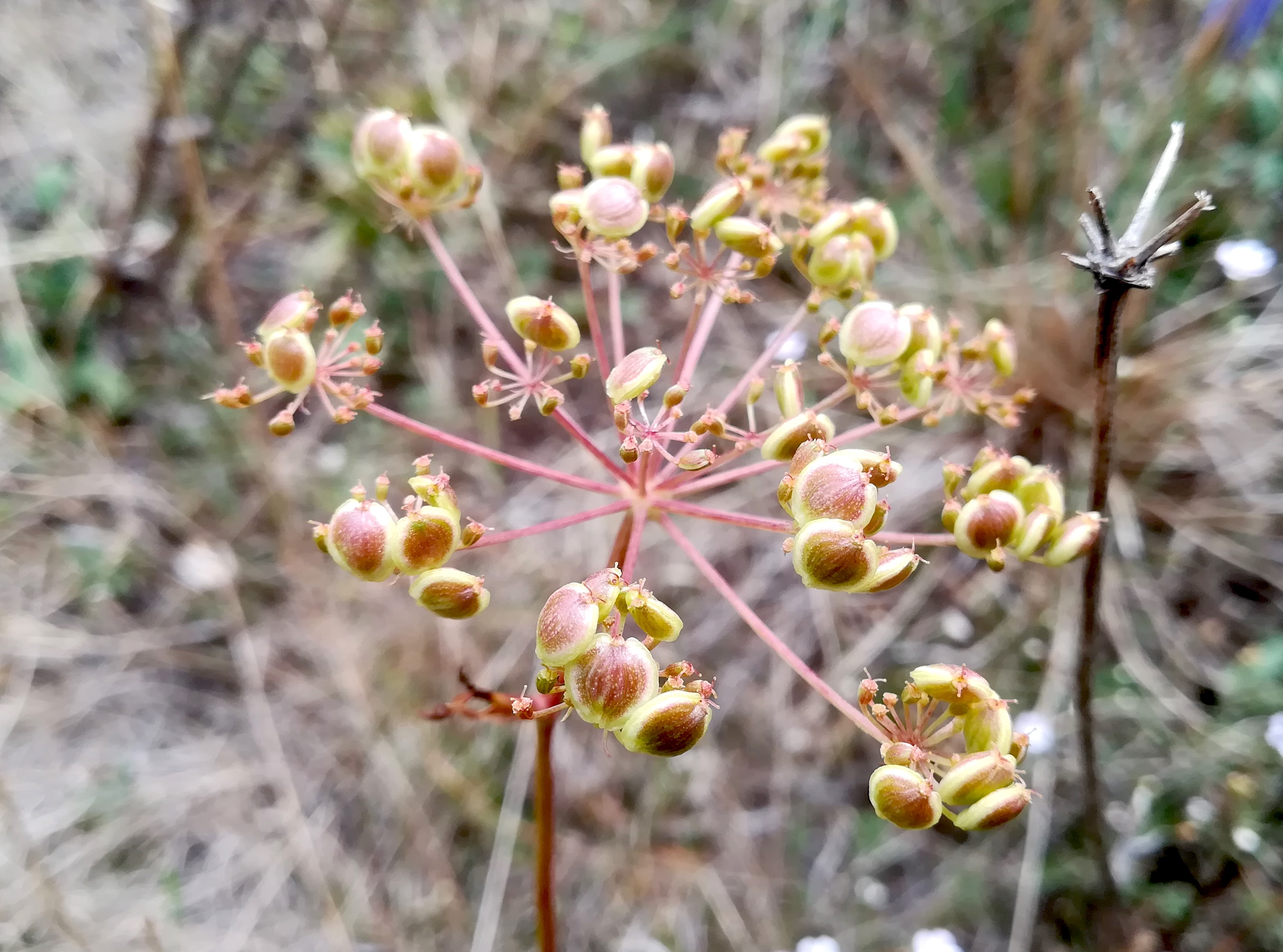 peucedanum oreoselinum sandberg oberweiden_20220814_102923.jpg