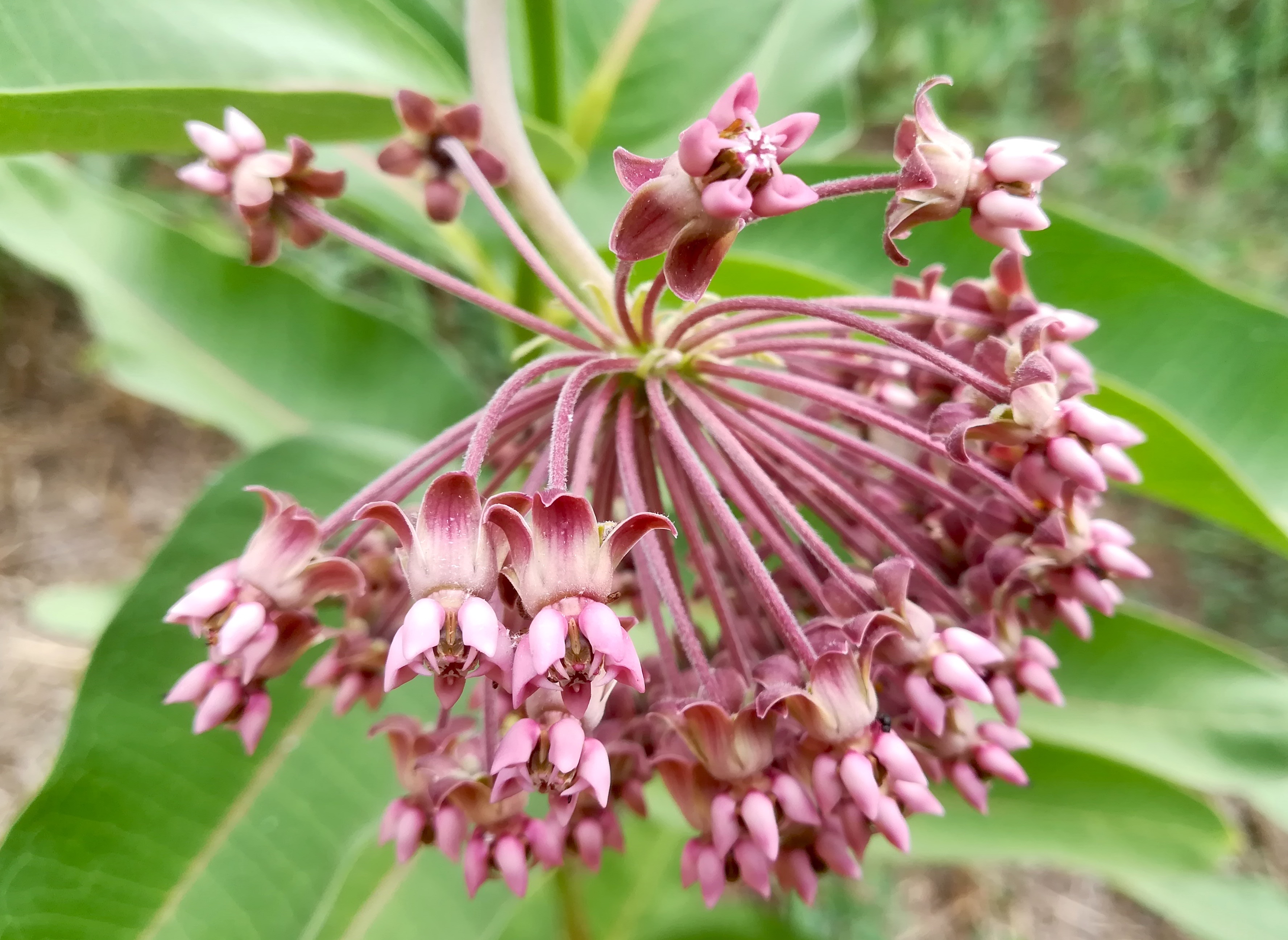 asclepias syriaca E sandberg oberweiden_20220814_100210.jpg