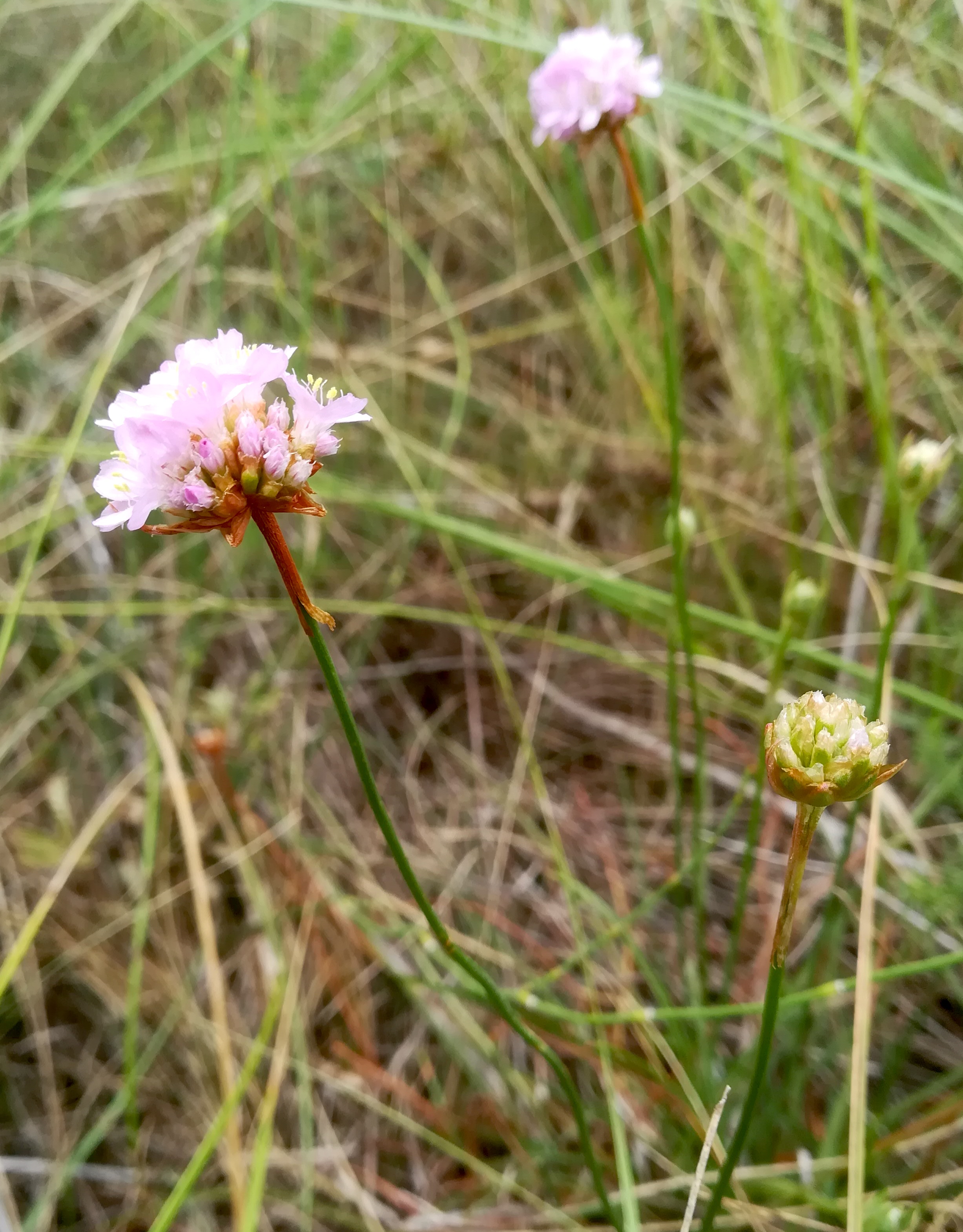 armeria elongata sandberg oberweiden_20220814_111128.jpg