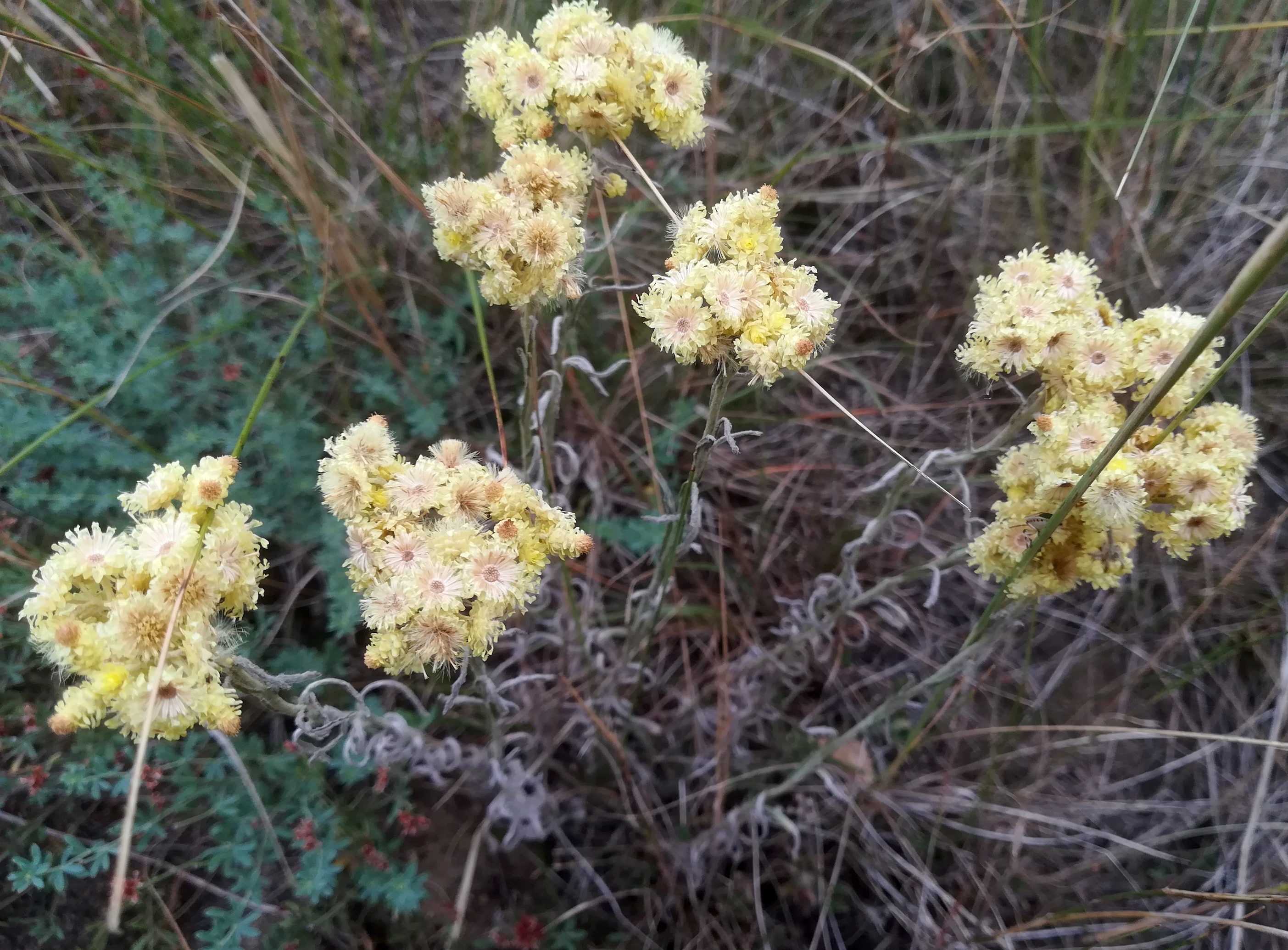 helichrysum arenarium sandberg oberweiden_20220814_104142.jpg