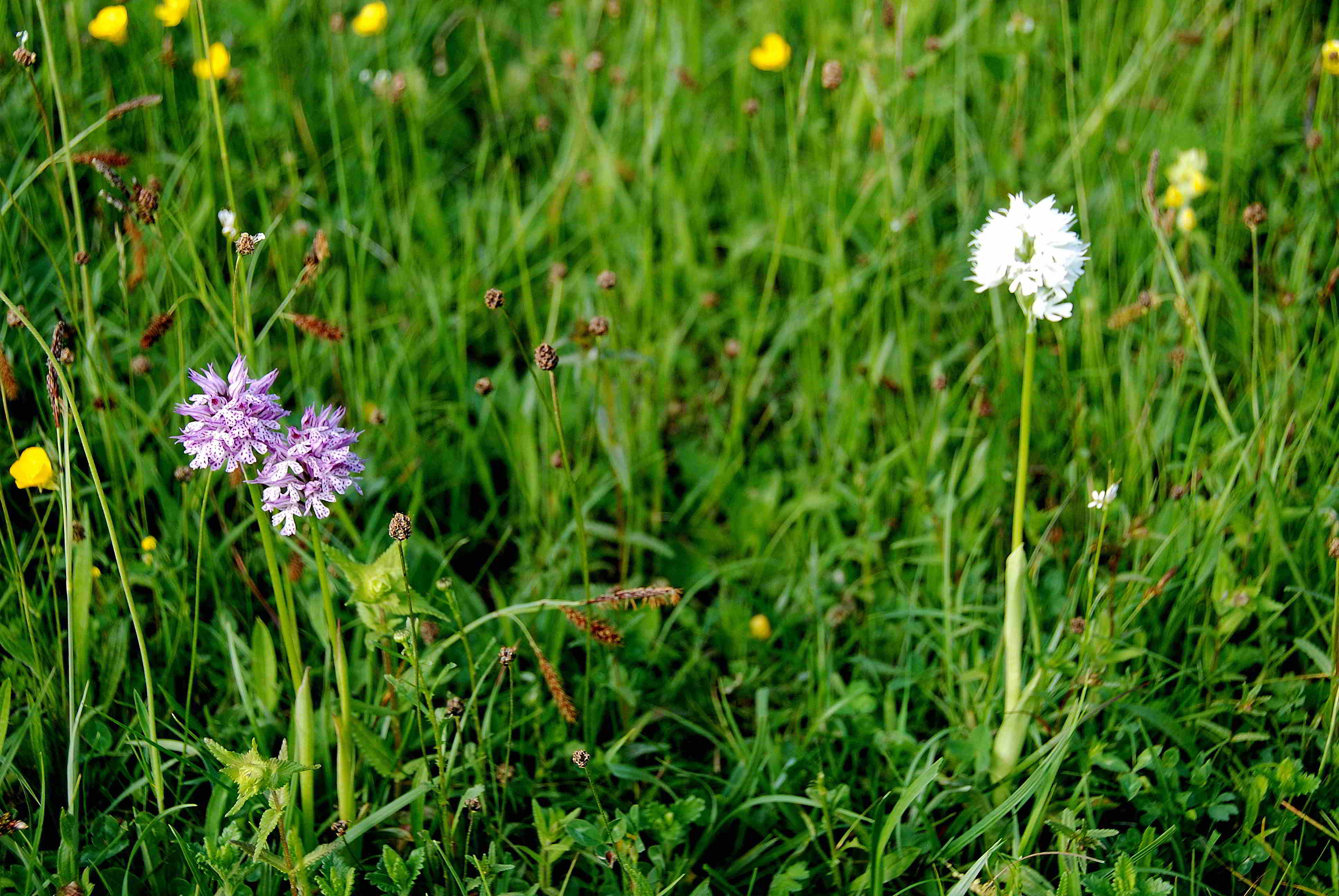 Neotinea tridentata alba-Lilienfeld-Leopoldseder_16052015-(45).JPG