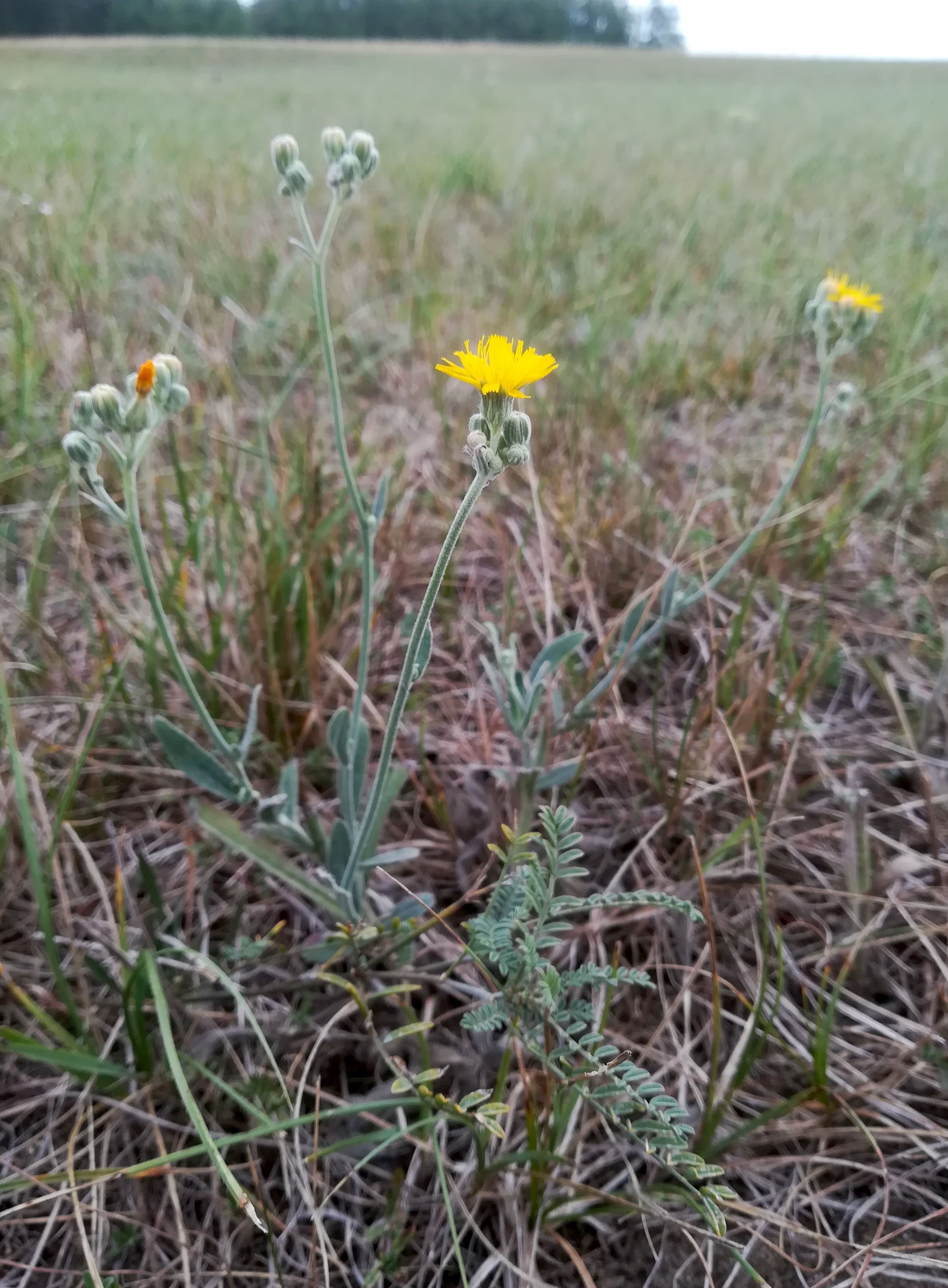 hieracium echioides sandberg oberweiden_20220814_103453.jpg