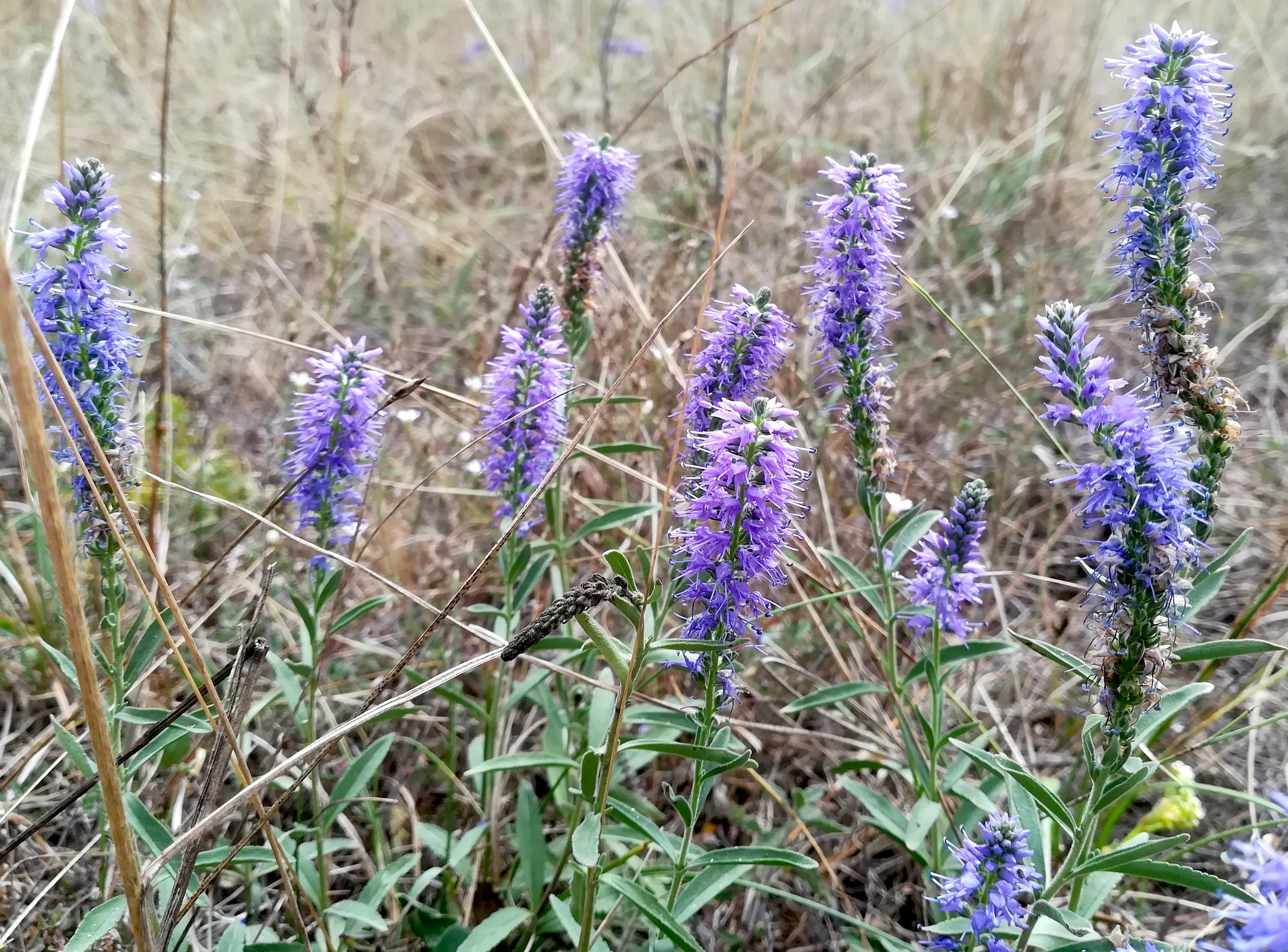 veronica spicata s. str. sandberg oberweiden_20220814_102853.jpg