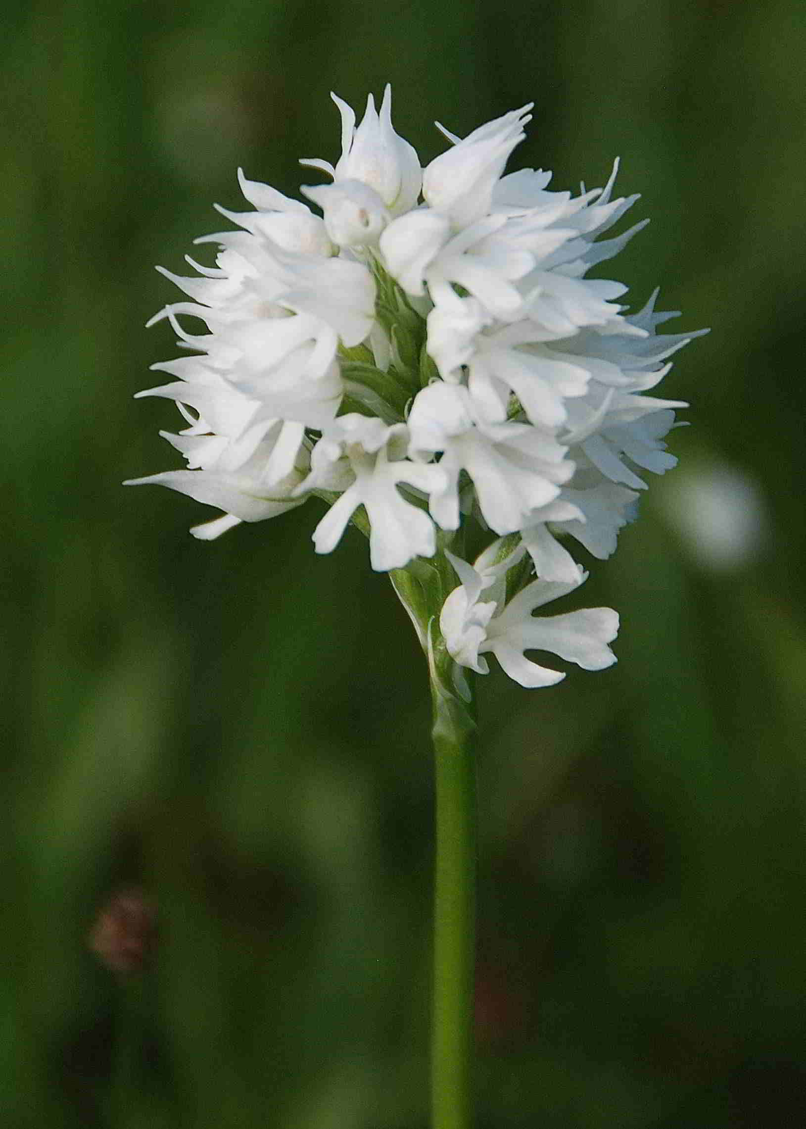 Neotinea tridentata alba-Lilienfeld-Leopoldseder_16052015-(44).JPG