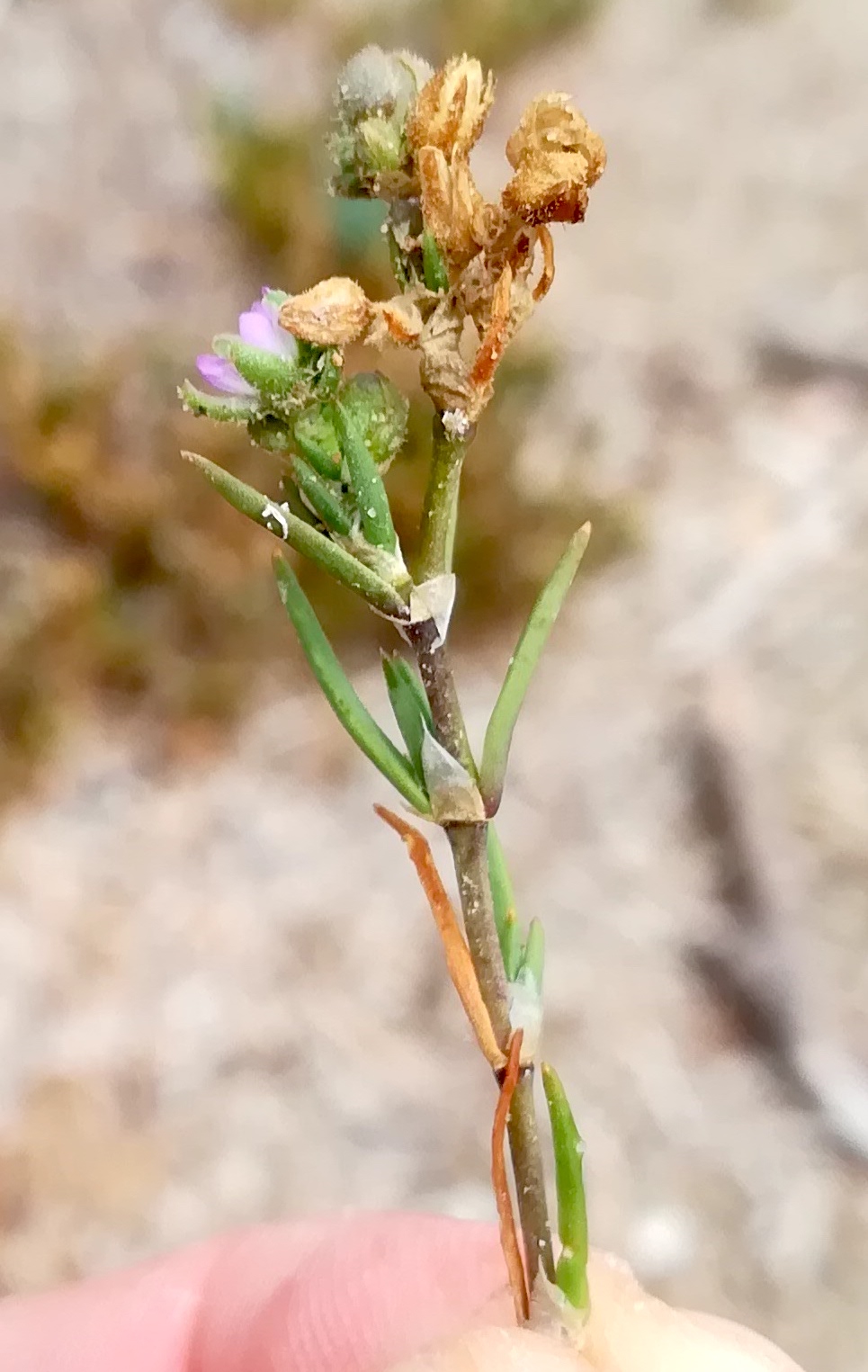 spergularia sp. grado pineta friaul-julisch venetien italien_20220727_141135.jpg