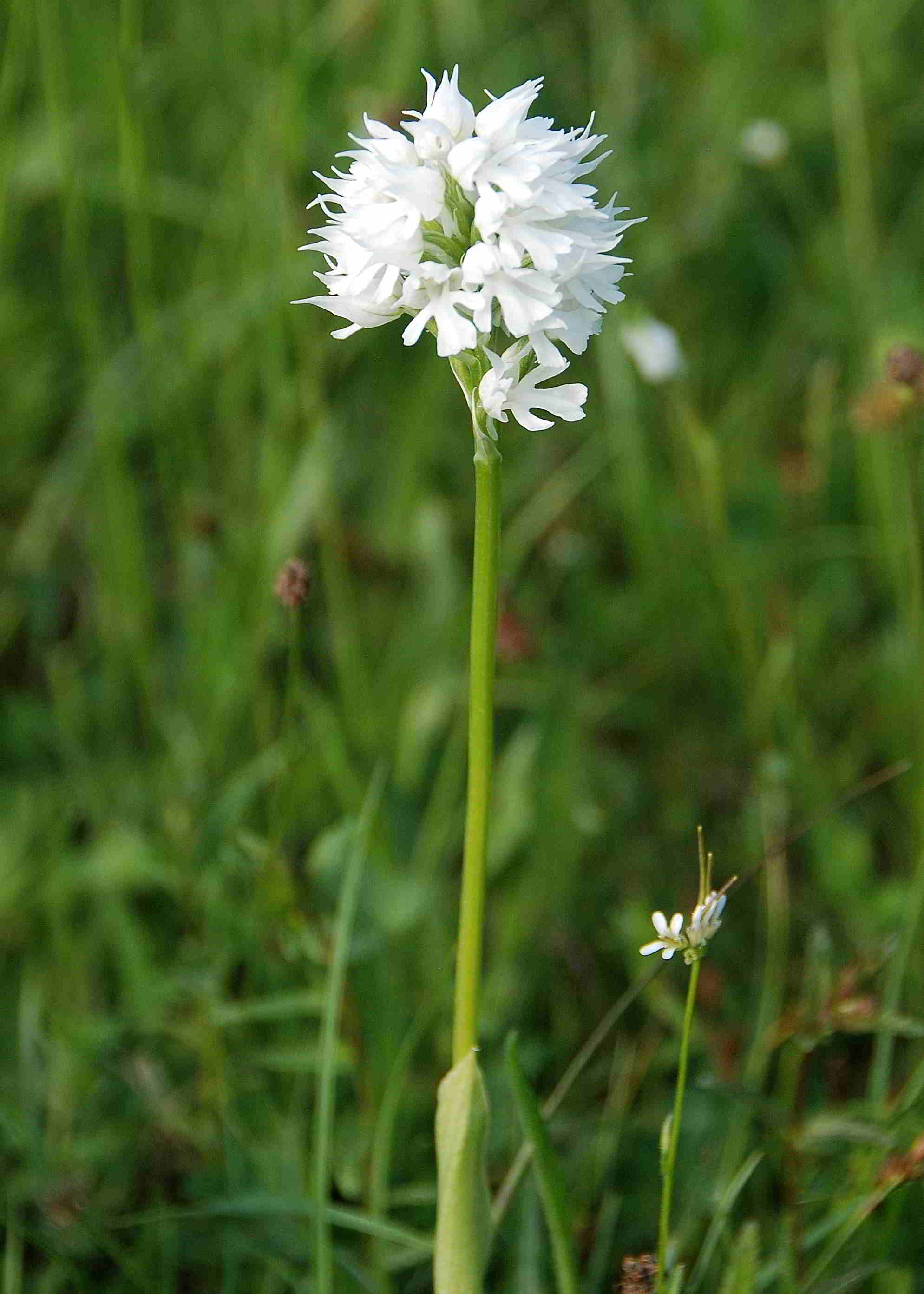 Neotinea tridentata alba-Lilienfeld-Leopoldseder_16052015-(43).JPG