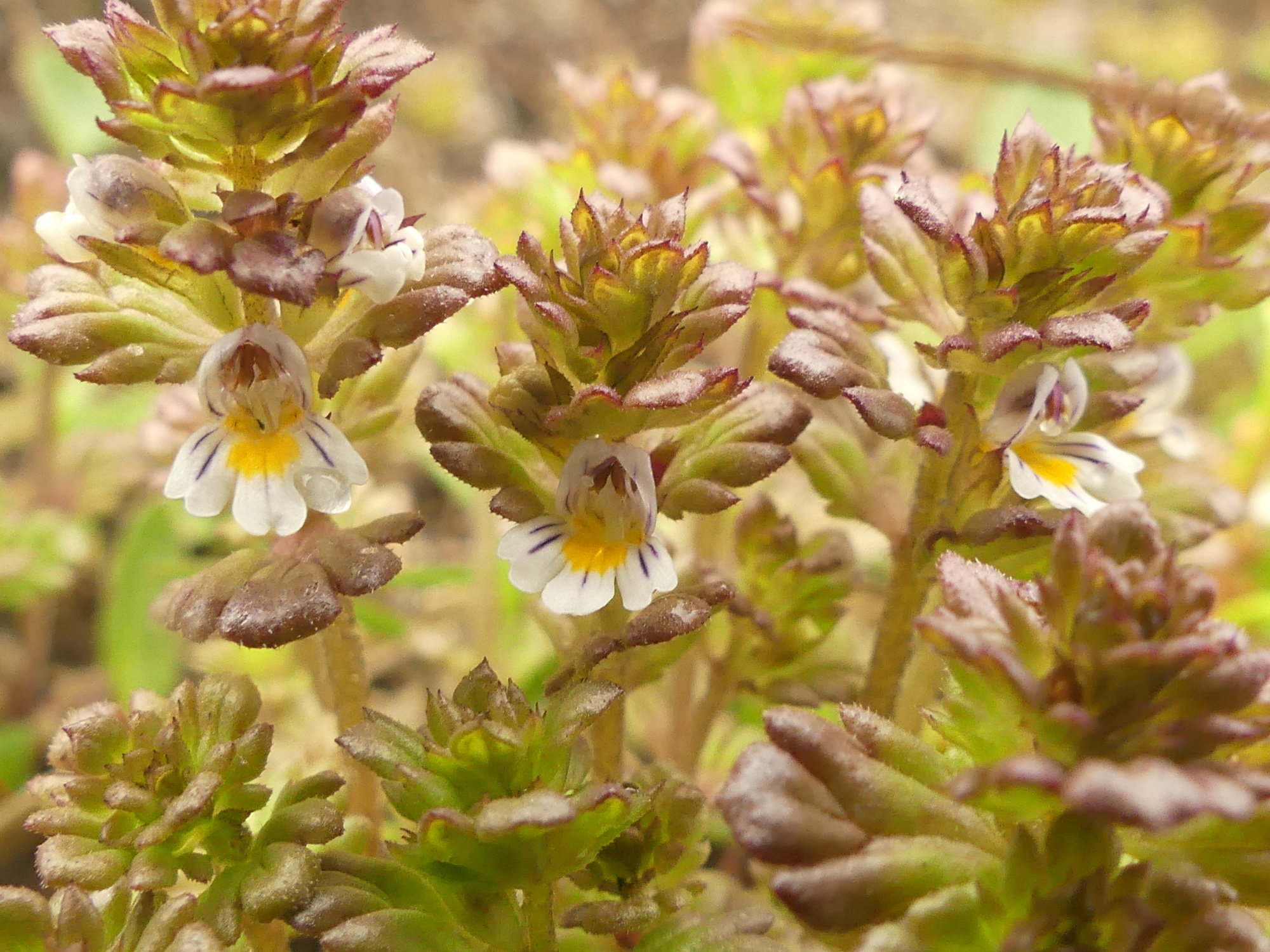 (Euphrasia hirtella of E minima), Navis P1050457_resized.JPG