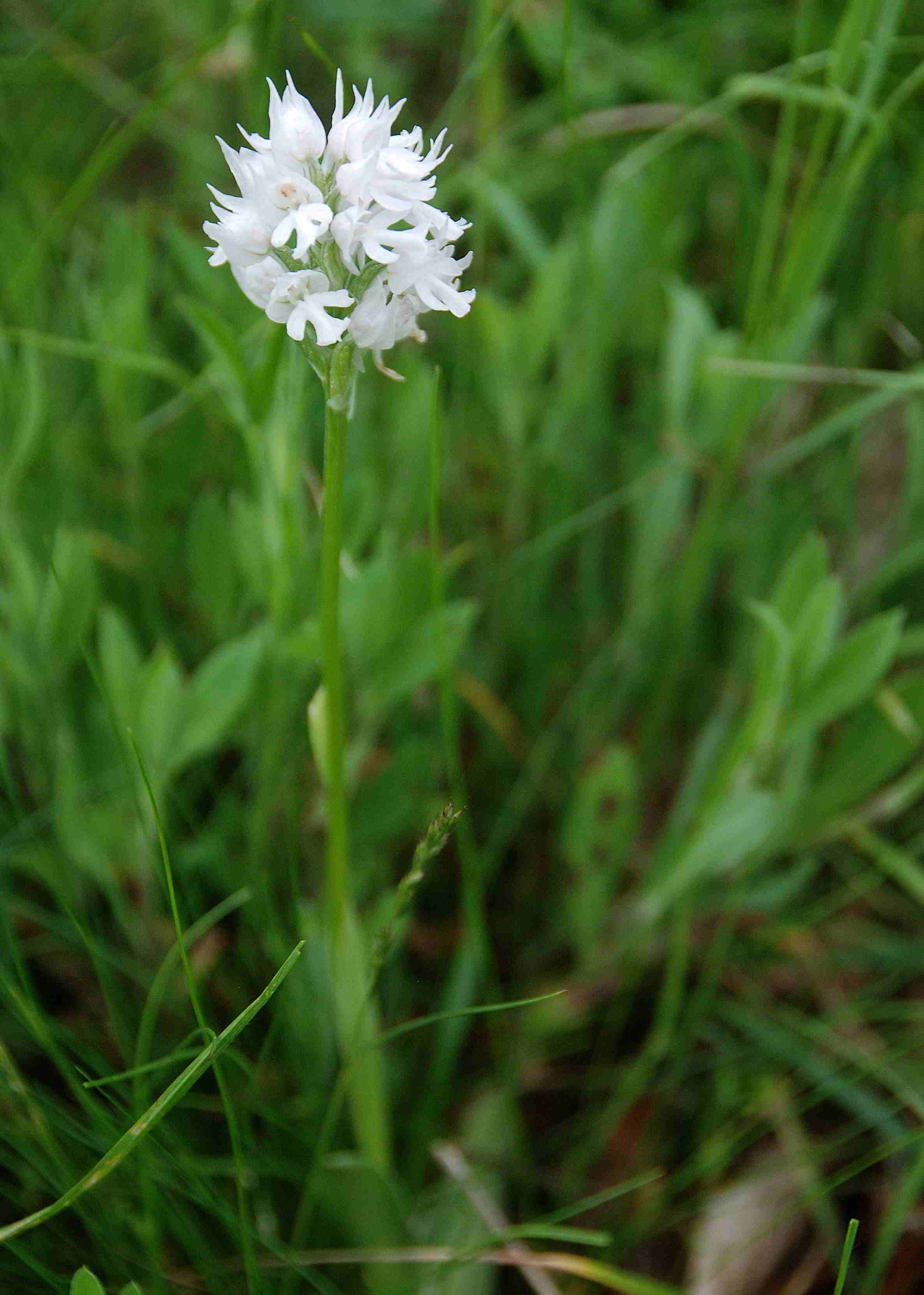 Neotinea tridentata alba-Lilienfeld-20052017-(129)-Wiesen oberhalb Ortner.JPG