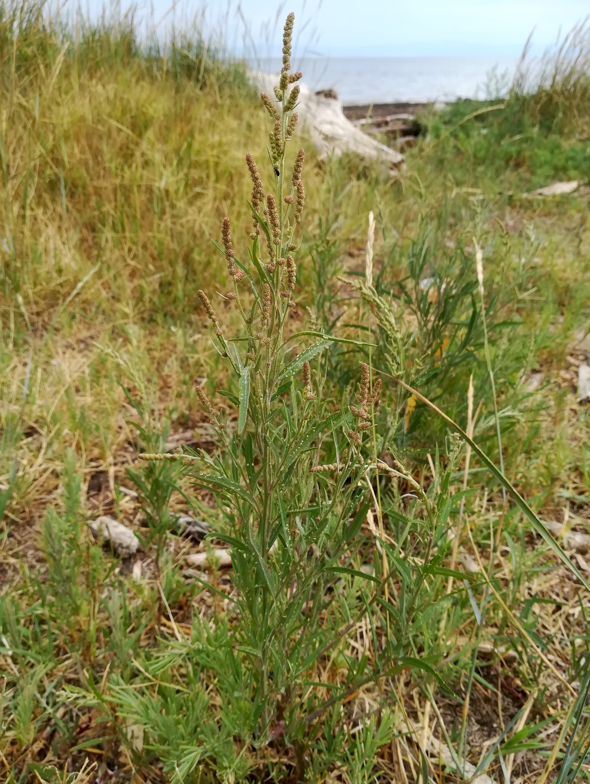 atriplex cf. littoralis grado pineta friaul-julisch venetien italien_20220727_141716.jpg