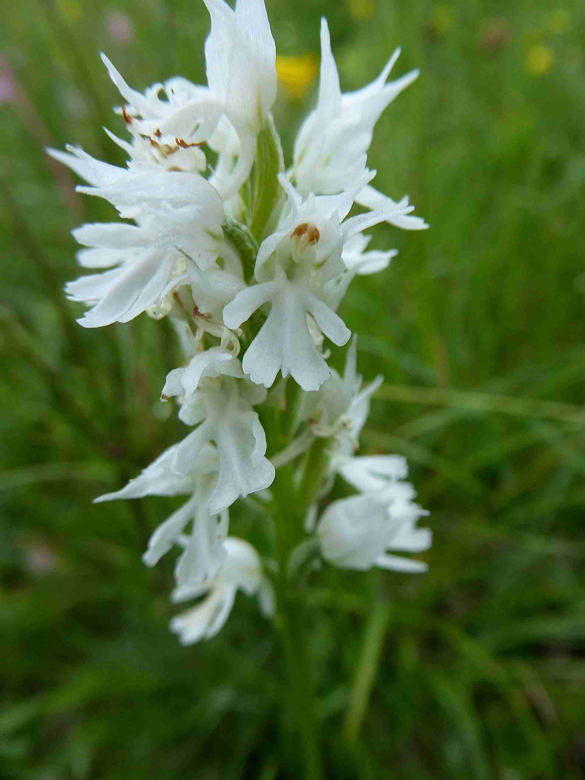 Neotinea tridentata alba-Lilienfeld-20052017-2. Kamera-(38).JPG