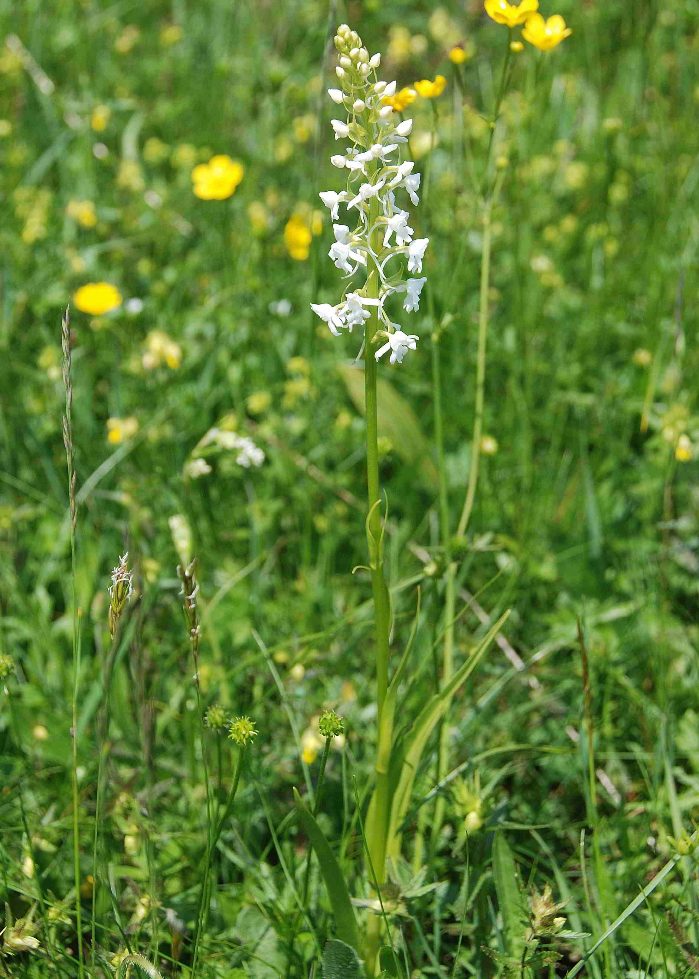 Gymnadenia conopsea-Sonnleitstein-Orchideenwanderung-20062017-(1).JPG