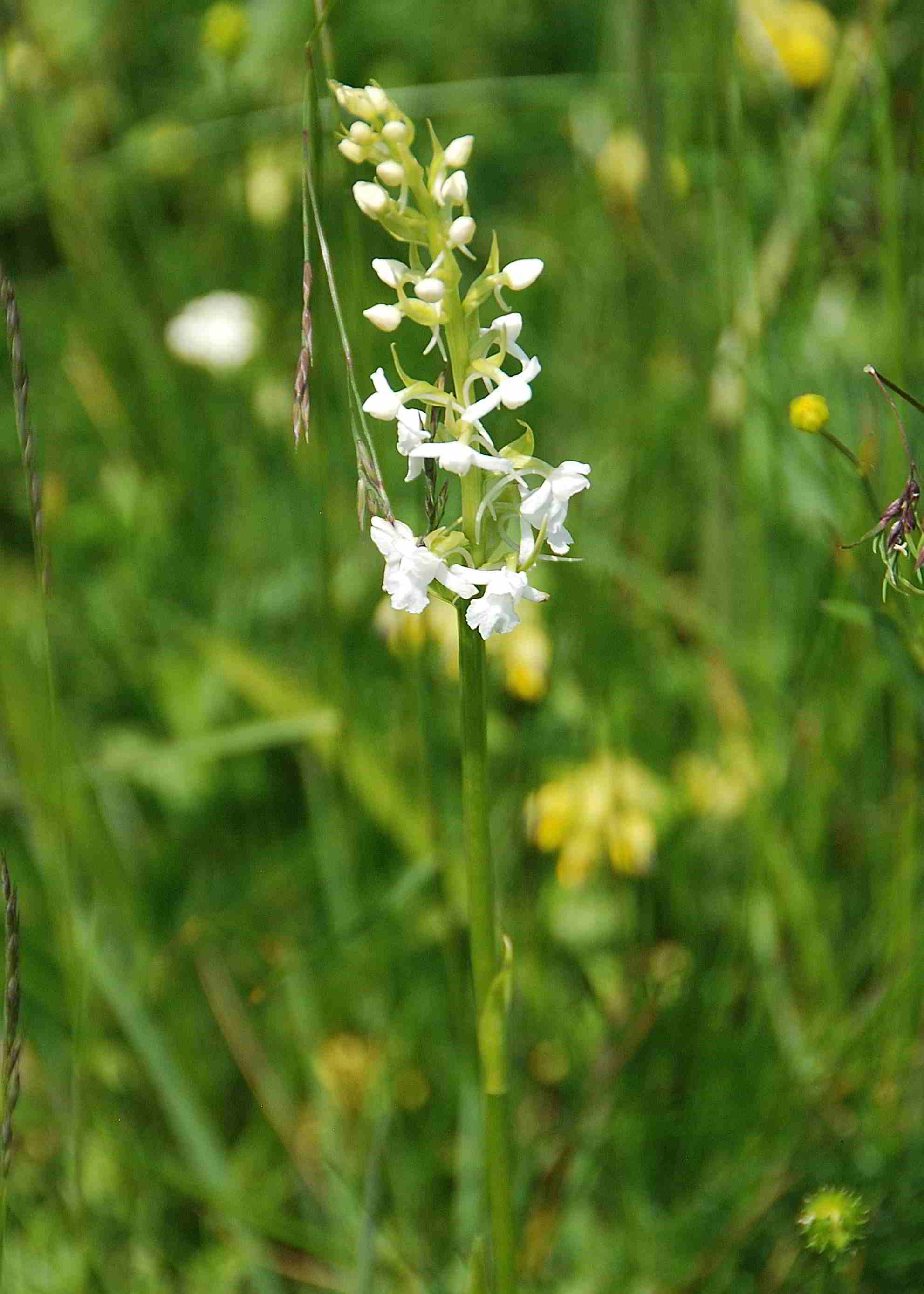 Gymnadenia conopsea-Sonnleitstein-Orchideenwanderung-20062017-(3).JPG